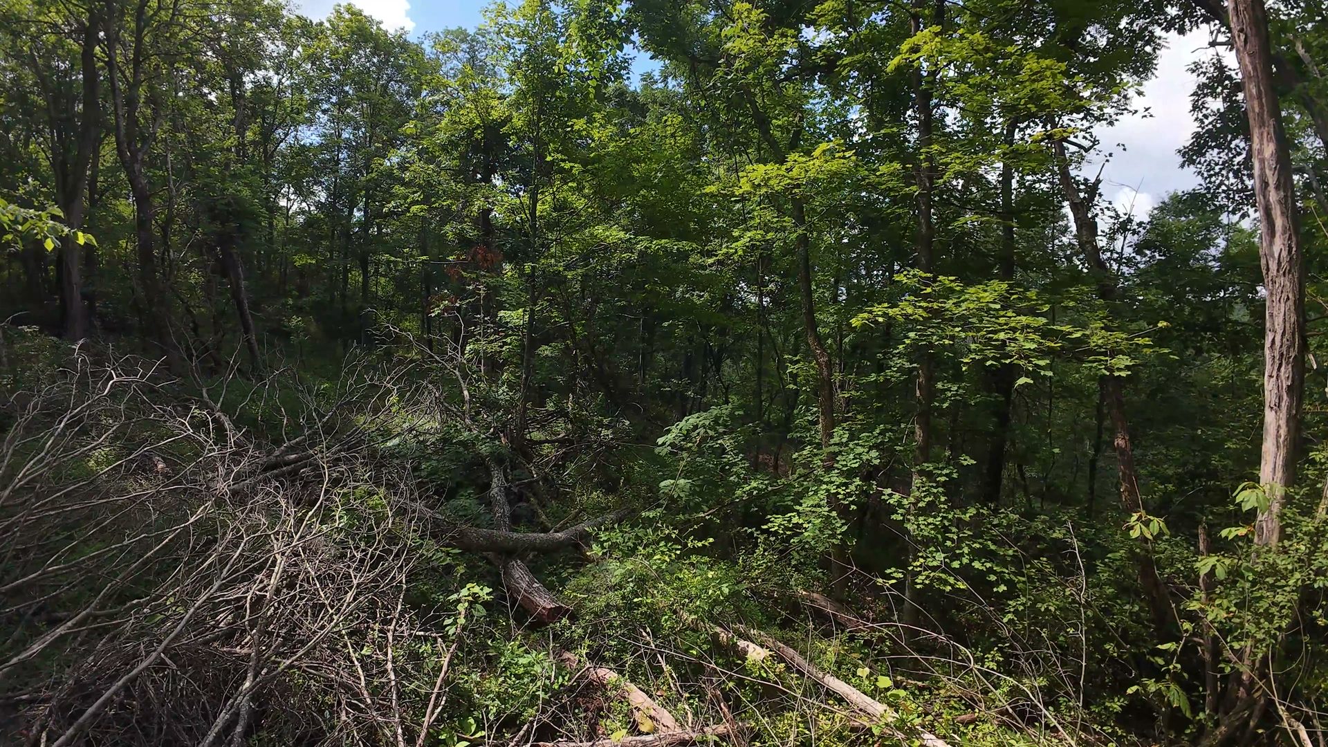 10 Acres with Creek in Washington County, OH - Shay Ridge Road Tract 5 - Photo 13