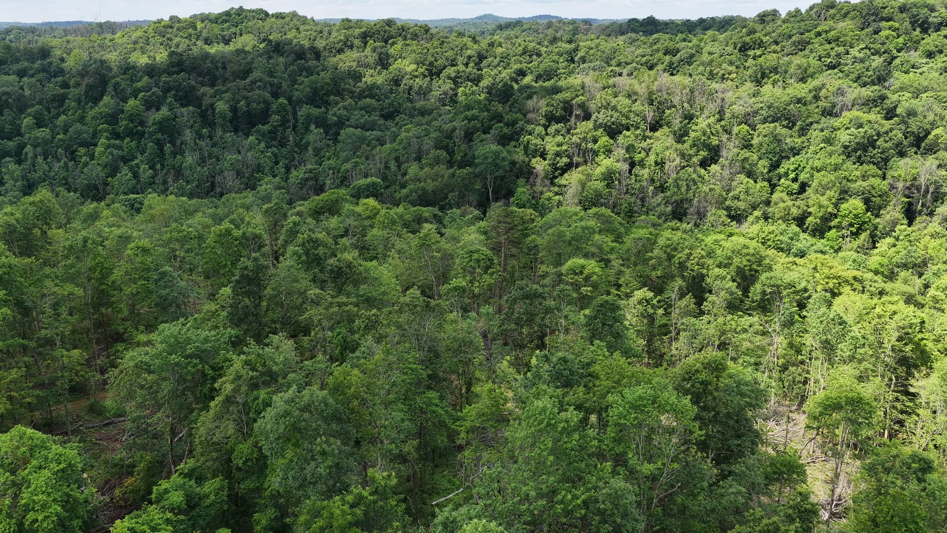 10 Acres with Creek in Washington County, OH - Shay Ridge Road Tract 5 - Photo 5