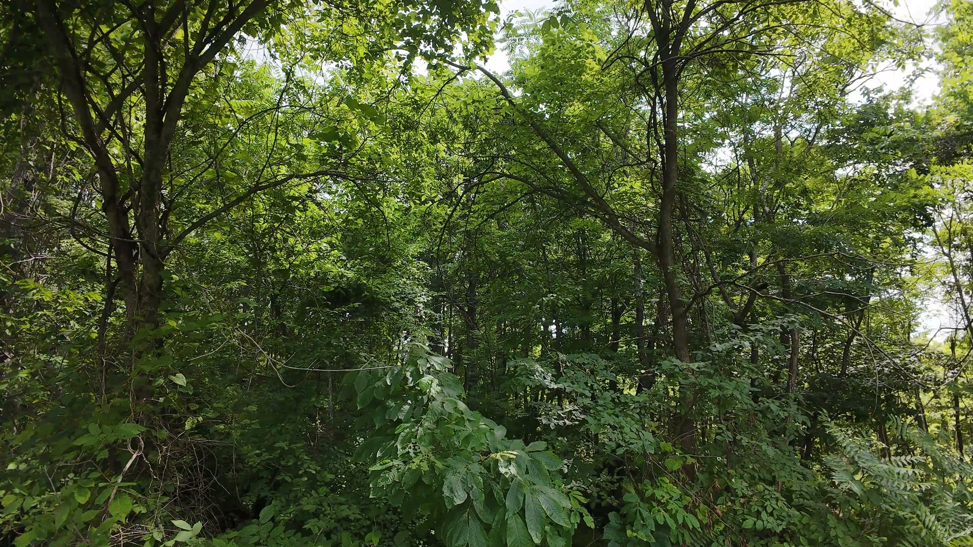 10 Acres with Clearing in Washington County, OH - Shay Ridge Road Tract 8 - Photo 11