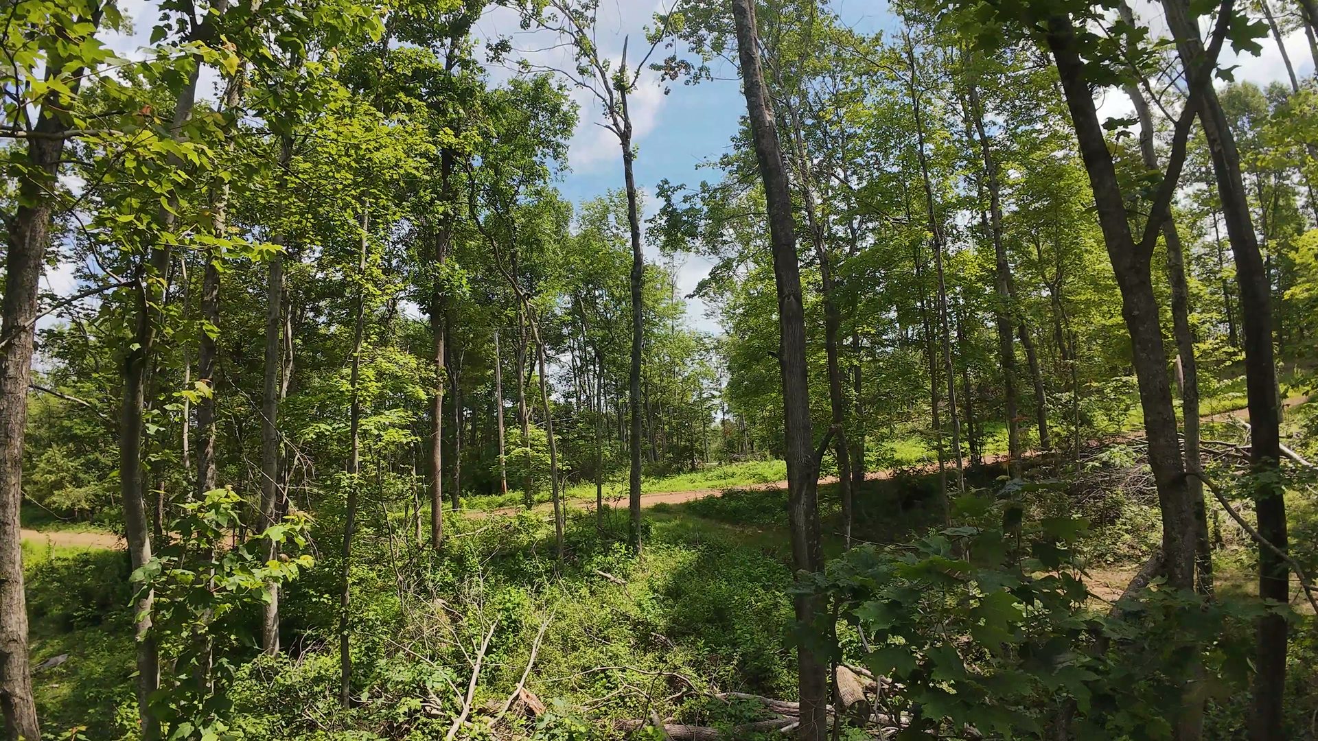 10 Acres with Clearing in Washington County, OH - Shay Ridge Road Tract 8 - Photo 14