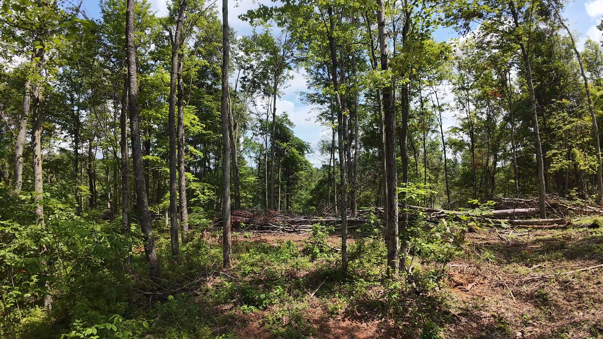 10 Acres with Clearing in Washington County, OH - Shay Ridge Road Tract 8 - Photo 15