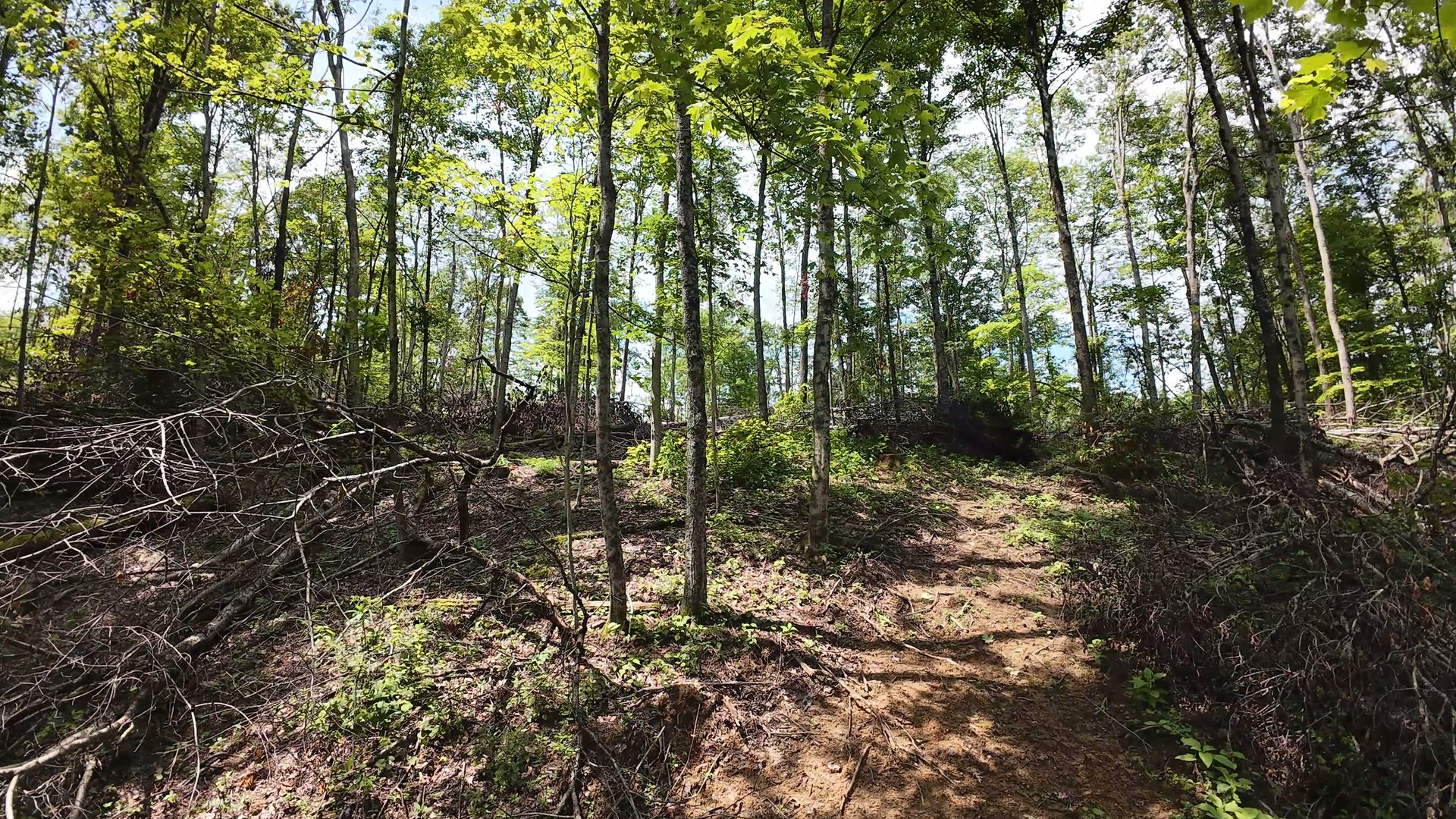 10 Acres with Clearing in Washington County, OH - Shay Ridge Road Tract 8 - Photo 16