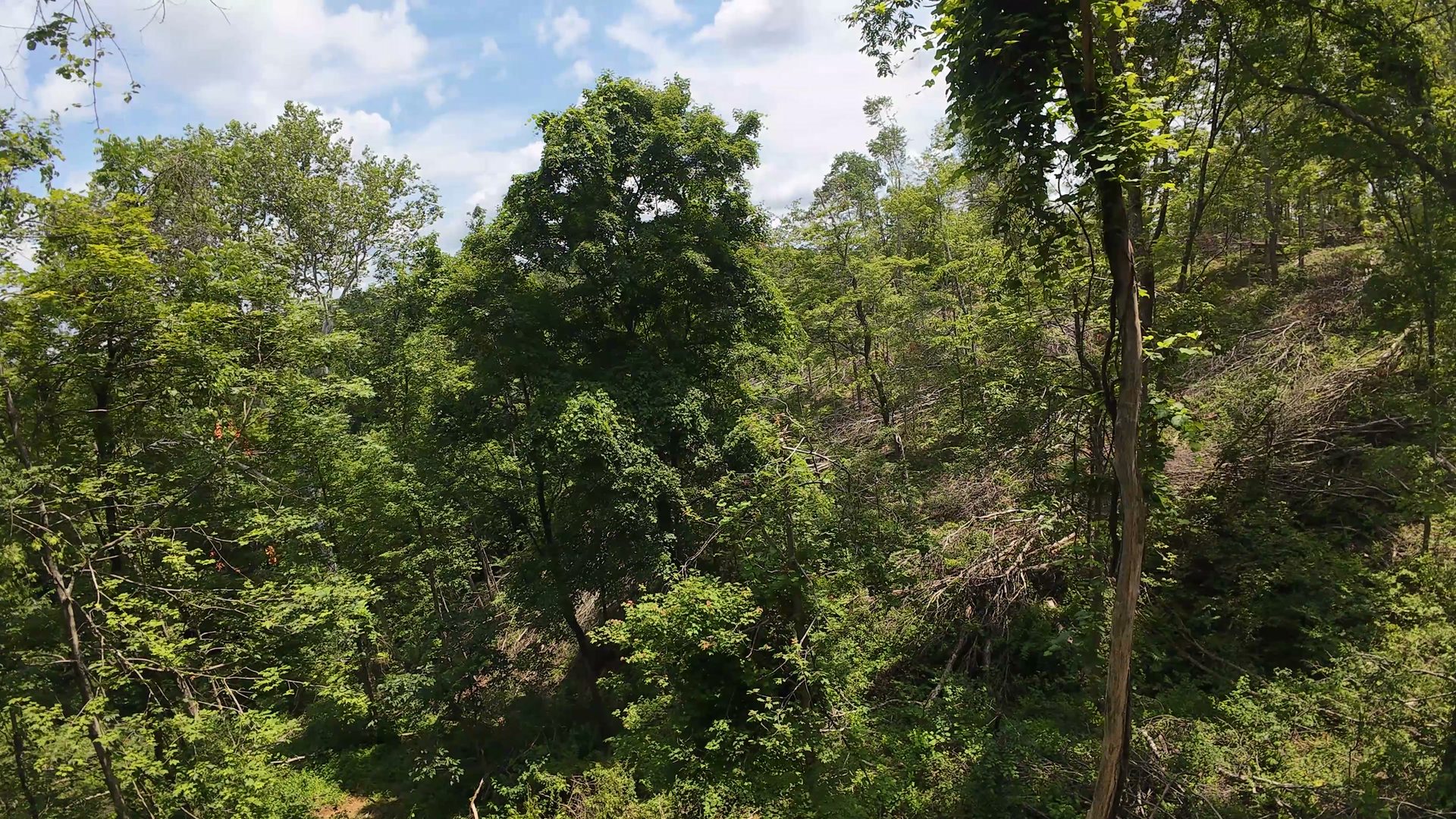 10 Acres with Clearing in Washington County, OH - Shay Ridge Road Tract 8 - Photo 20