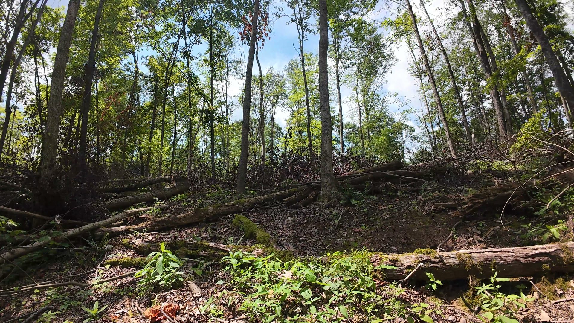 10 Acres with Clearing in Washington County, OH - Shay Ridge Road Tract 8 - Photo 21