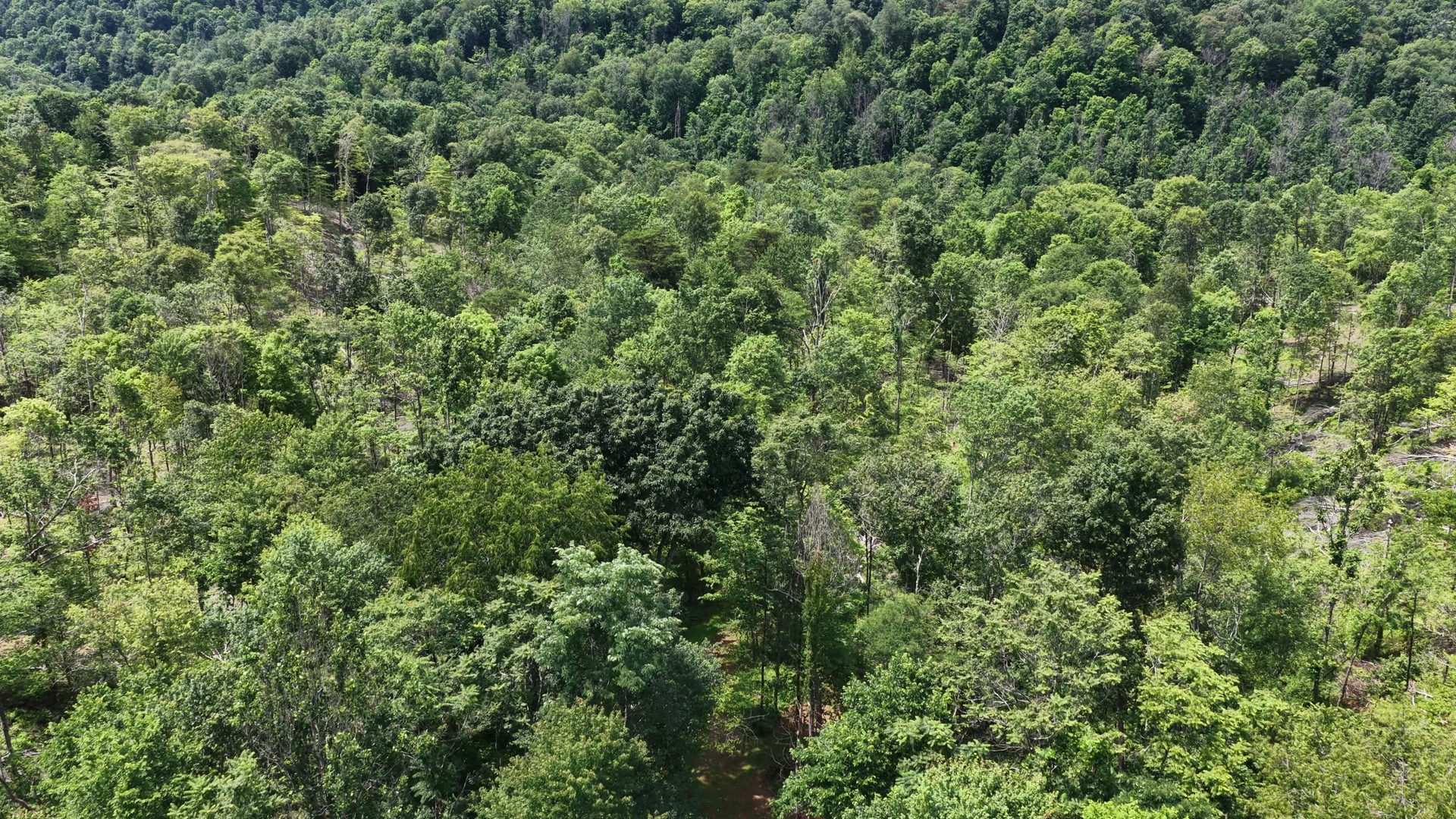 10 Acres with Clearing in Washington County, OH - Shay Ridge Road Tract 8 - Photo 4