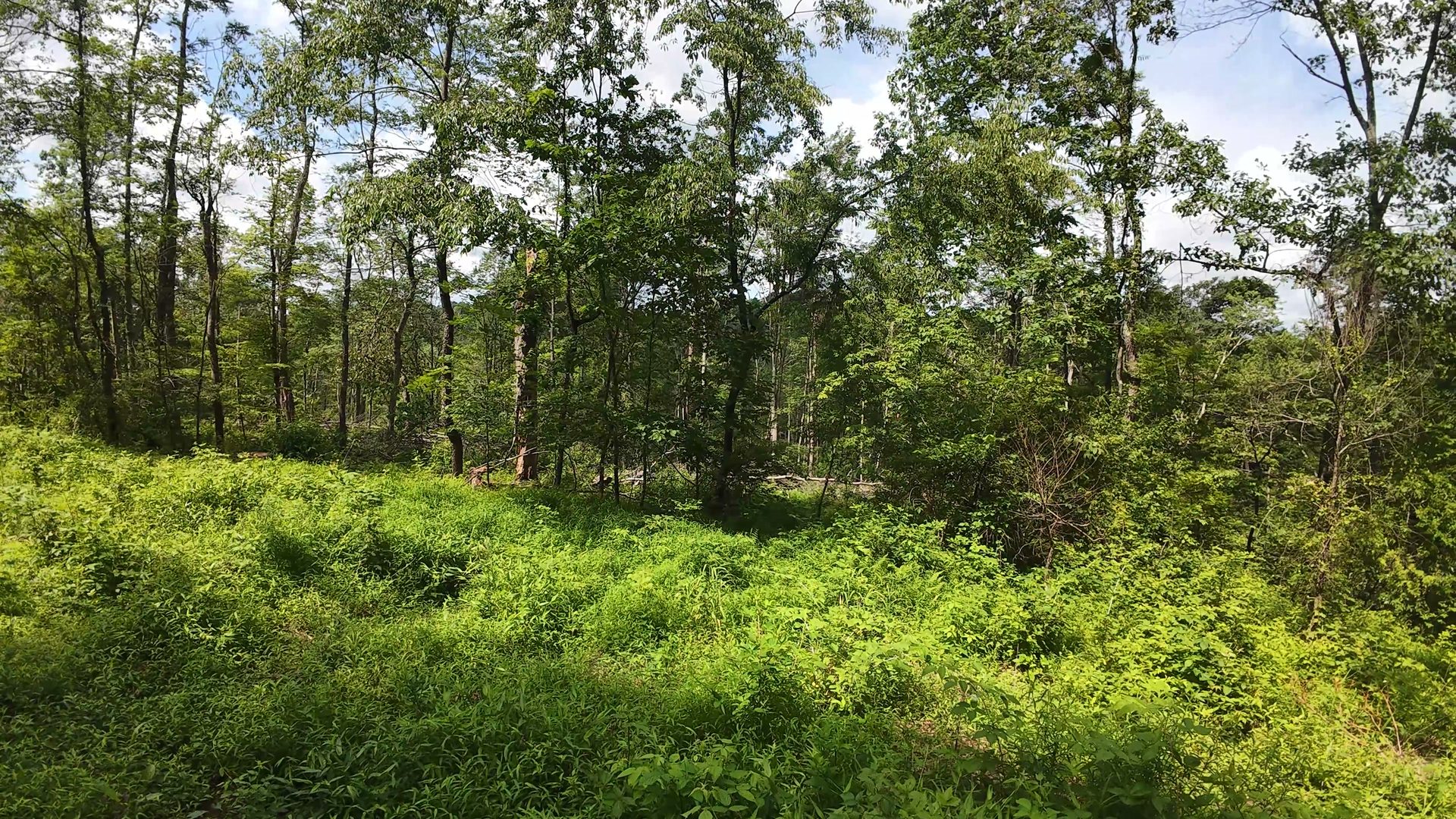 10 Acres with Clearing in Washington County, OH - Shay Ridge Road Tract 8 - Photo 8