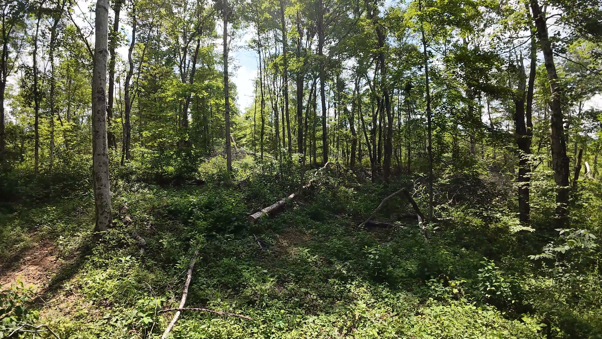 10 Acres with Clearing in Washington County, OH - Shay Ridge Road Tract 8 - Photo 9