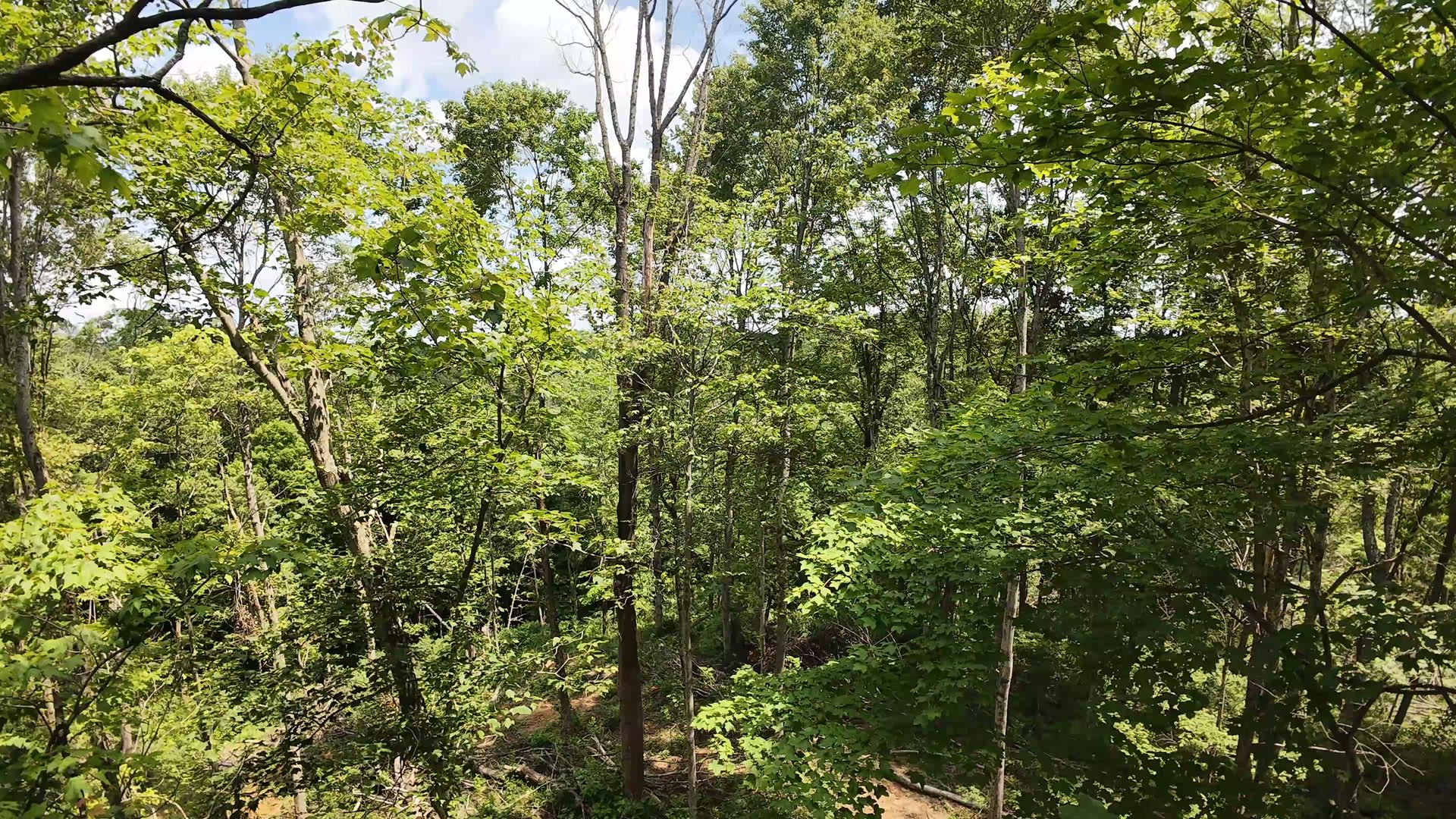10 Acres with Clearing in Washington County, OH - Shay Ridge Road Tract 8 - Photo 10