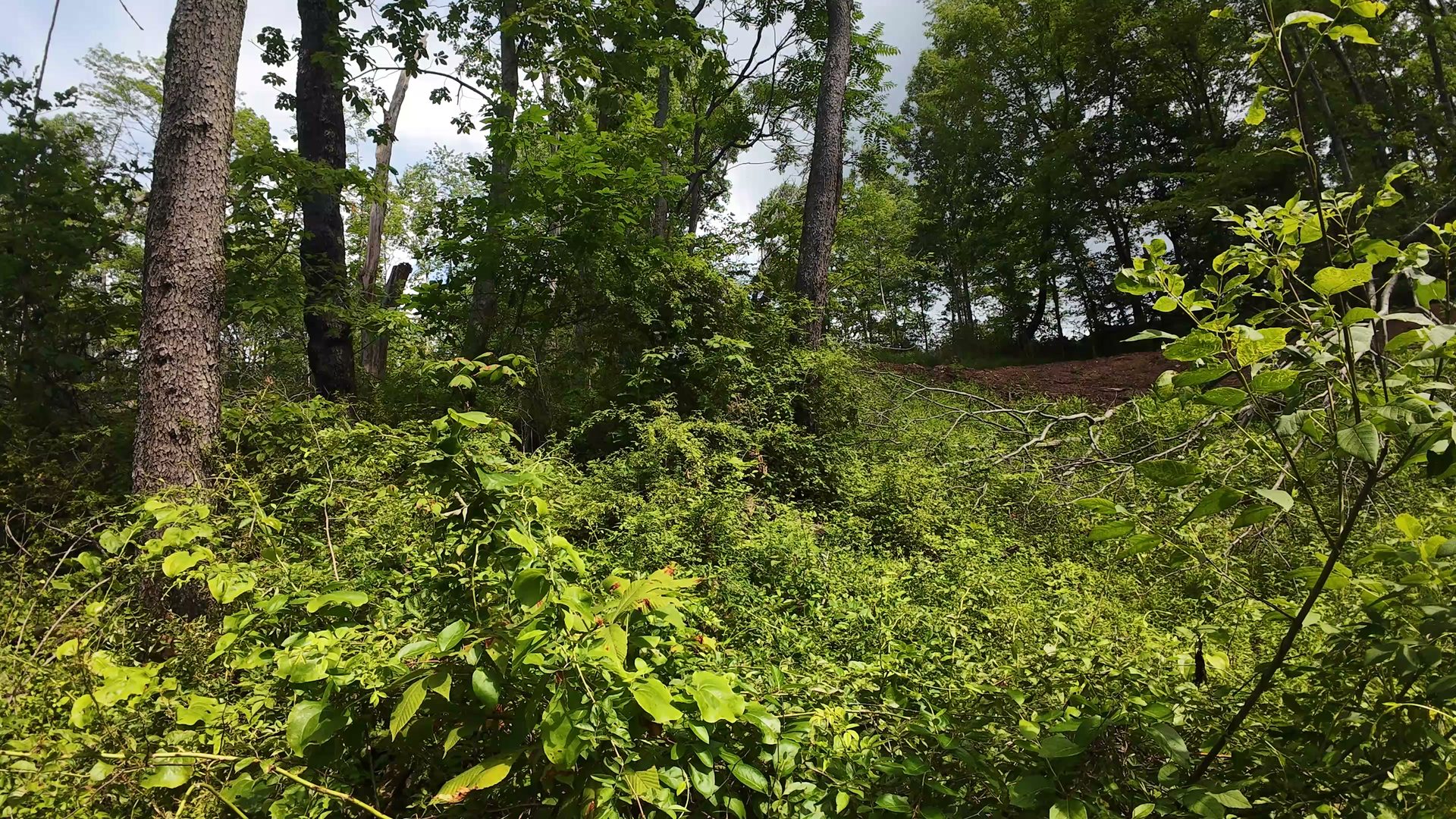 11 Acres with Creek in Washington County, OH - Shay Ridge Road Tract 6 - Photo 12