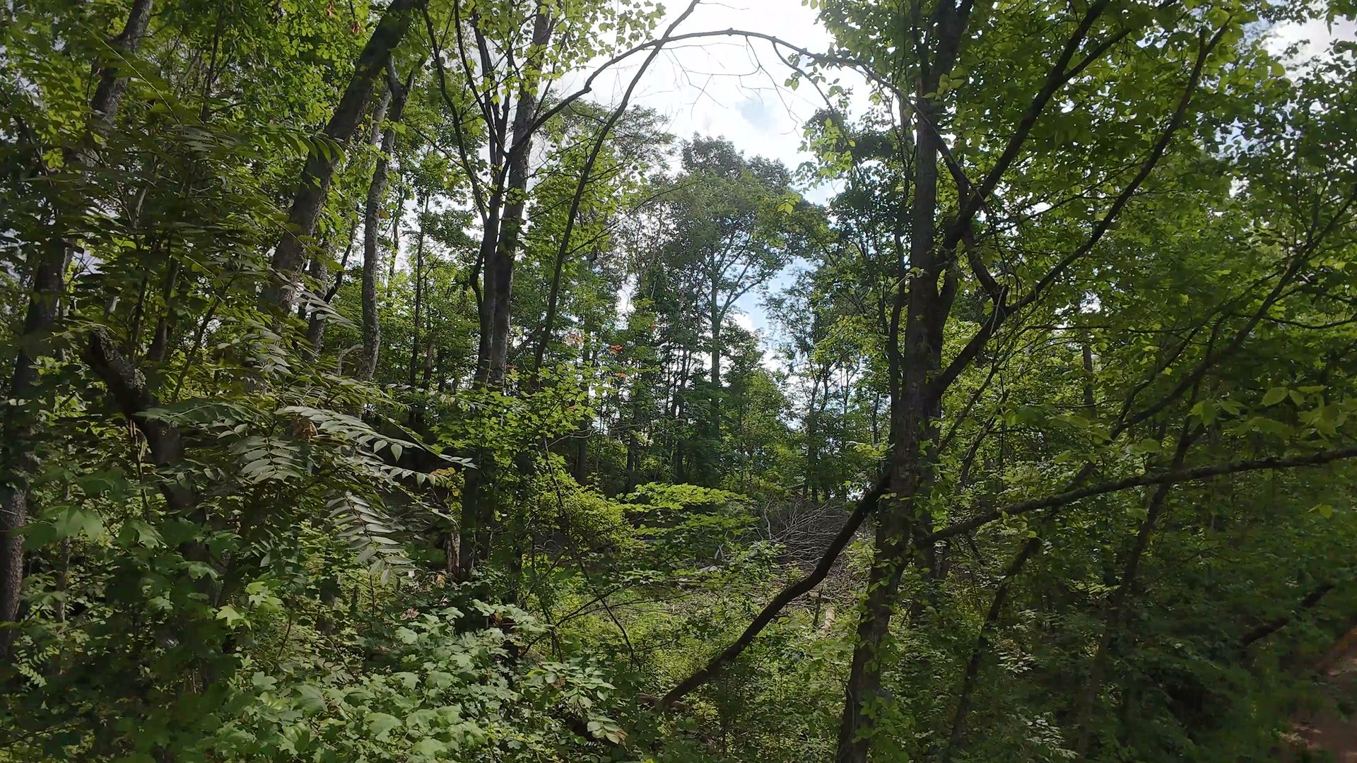 11 Acres with Creek in Washington County, OH - Shay Ridge Road Tract 6 - Photo 13