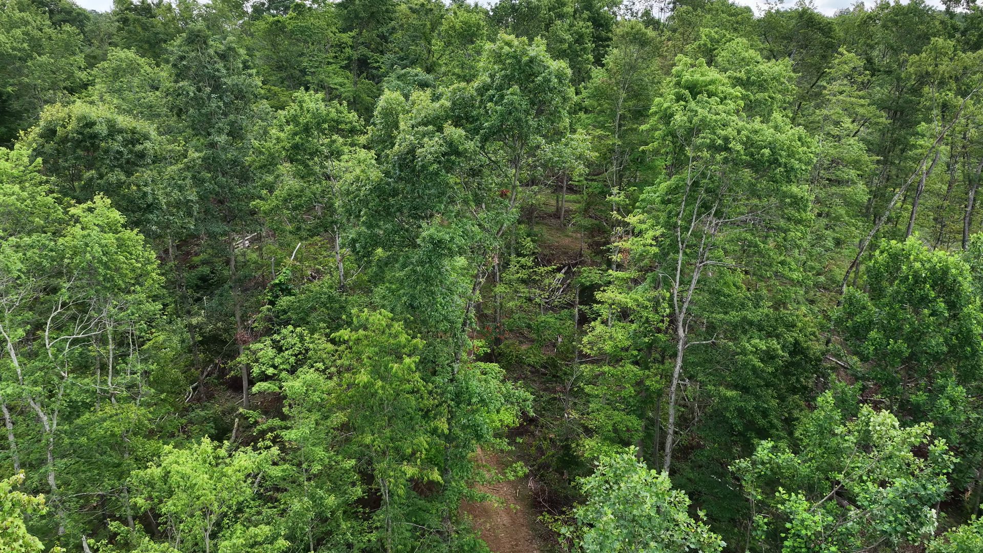 11 Acres with Creek in Washington County, OH - Shay Ridge Road Tract 6 - Photo 3