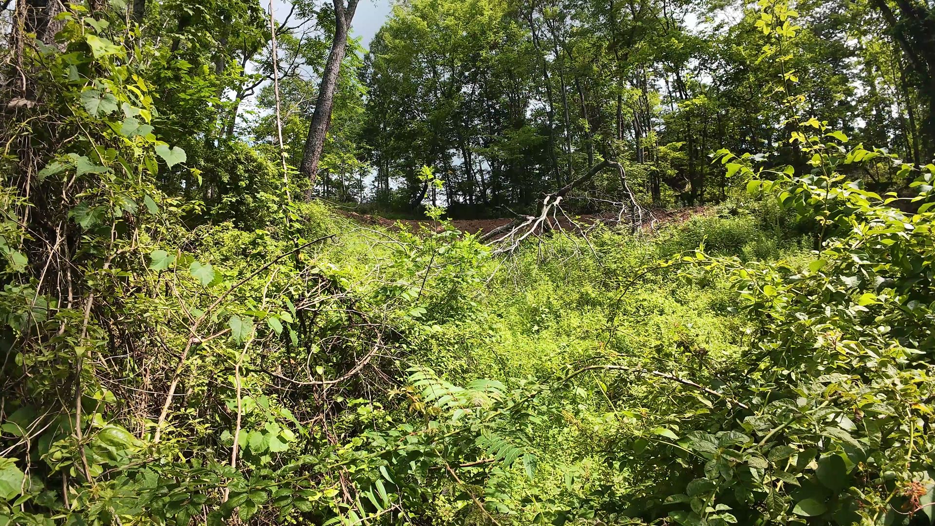 11 Acres with Creek in Washington County, OH - Shay Ridge Road Tract 6 - Photo 6
