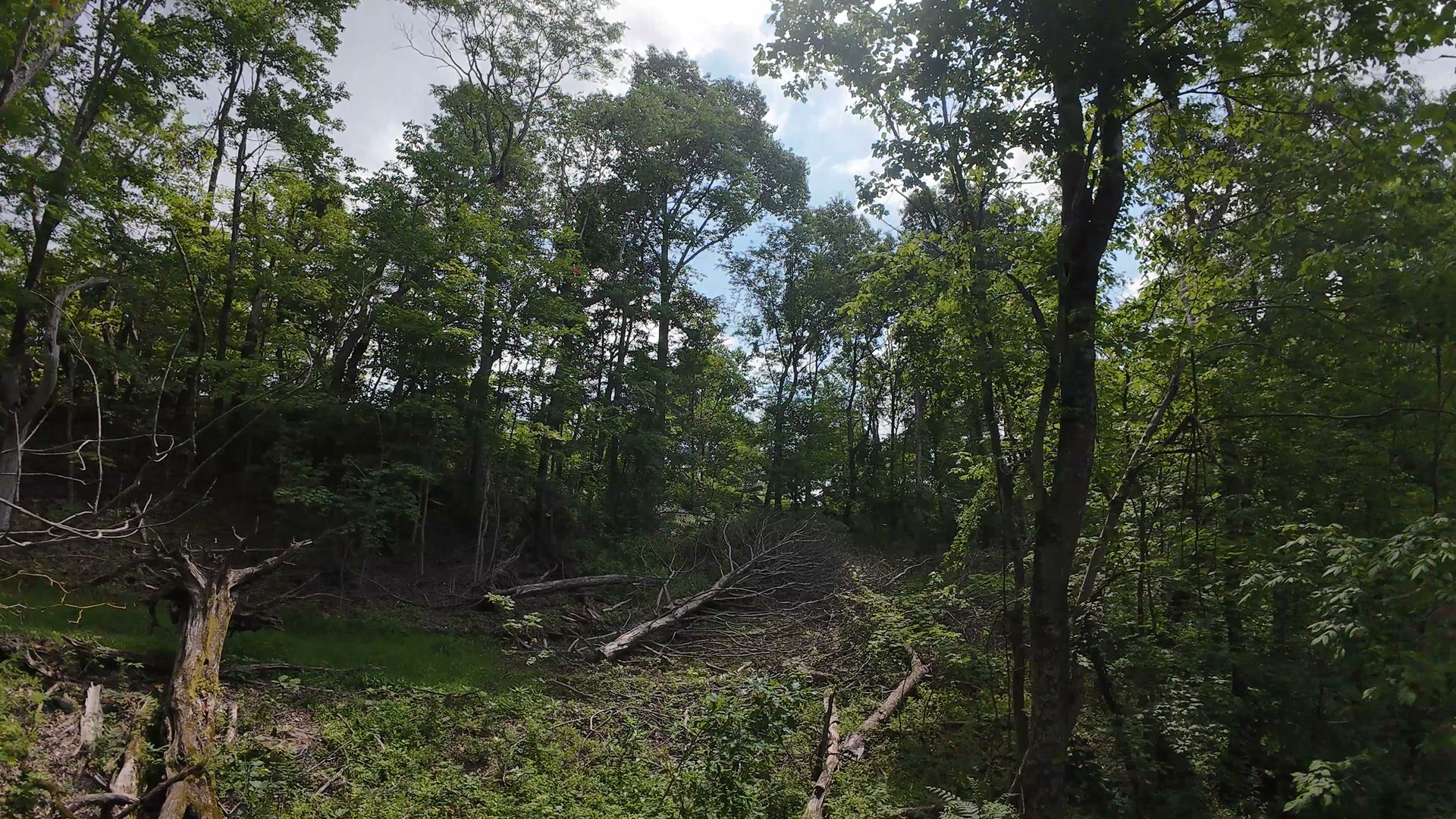 11 Acres with Creek in Washington County, OH - Shay Ridge Road Tract 6 - Photo 8