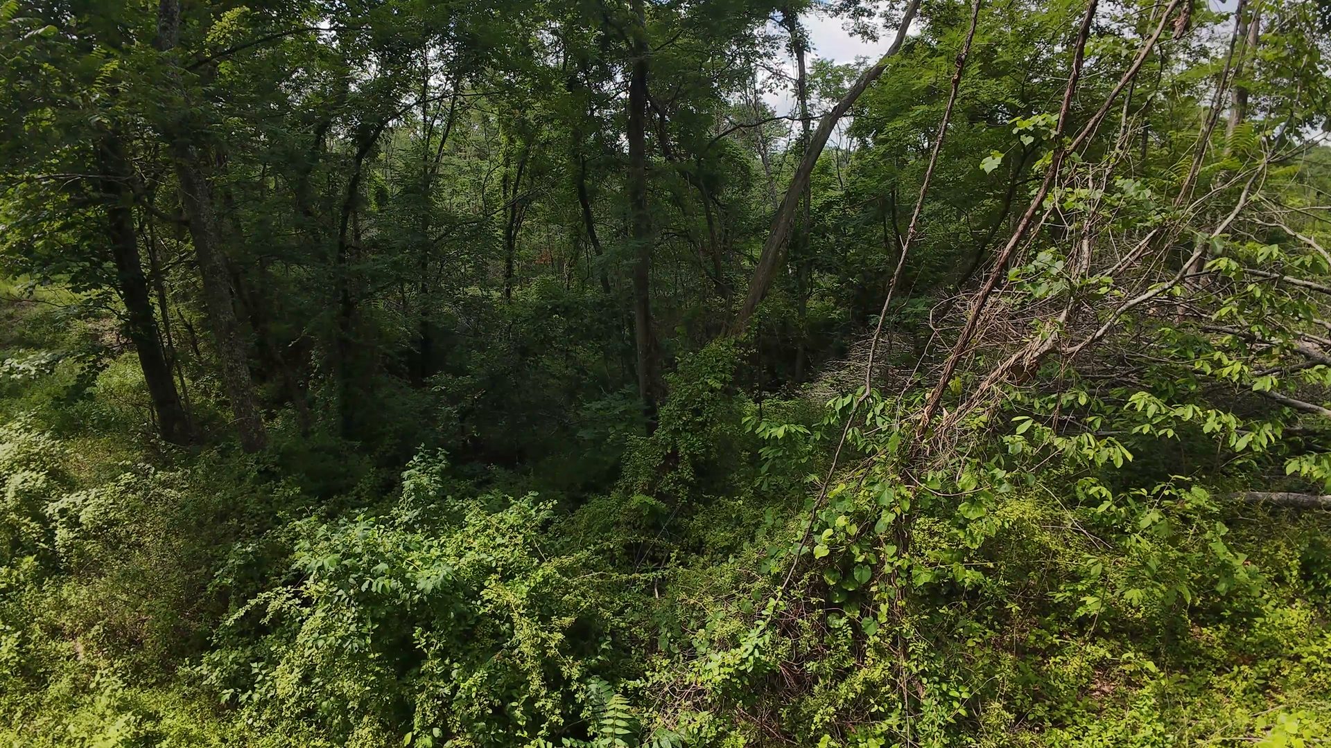 11 Acres with Creek in Washington County, OH - Shay Ridge Road Tract 6 - Photo 9