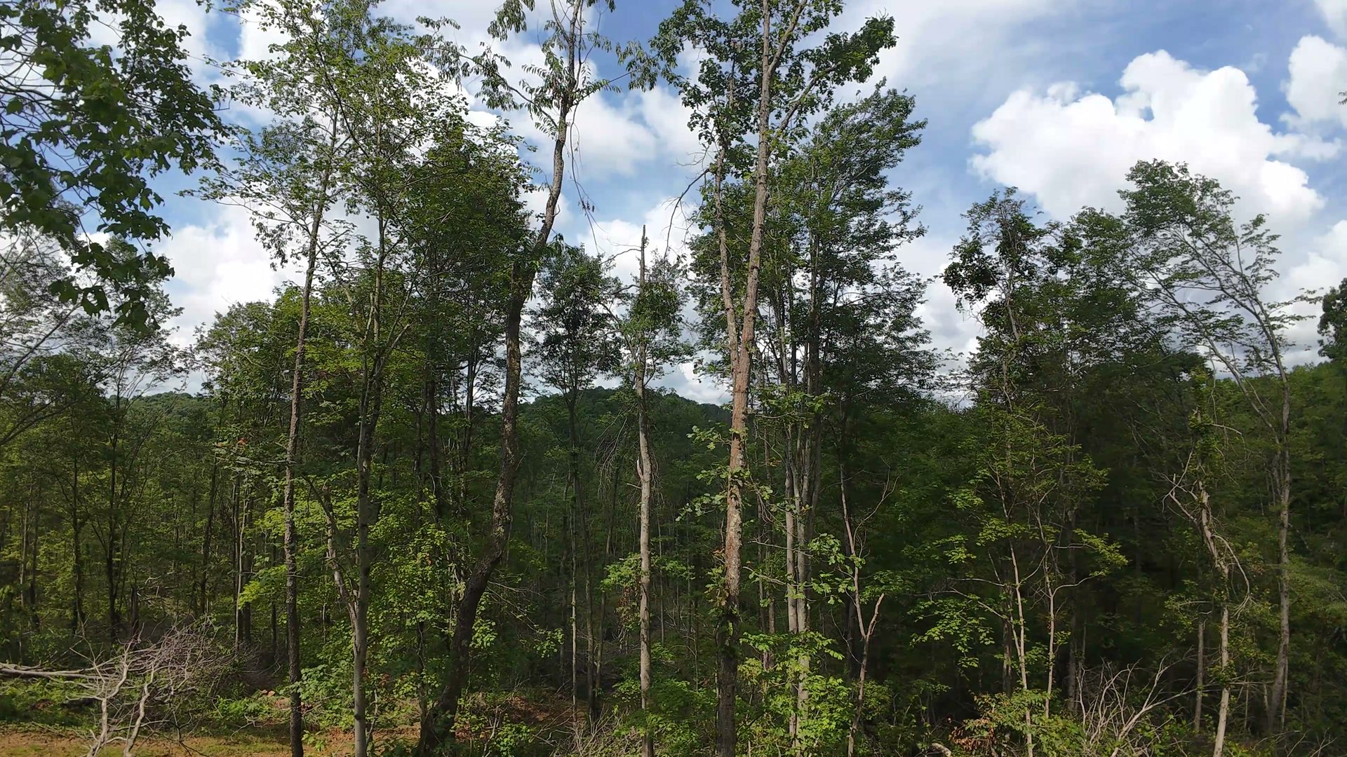 14 Acres with Interior Trail in Washington County, OH - Shay Ridge Road Tract 7 - Photo 14