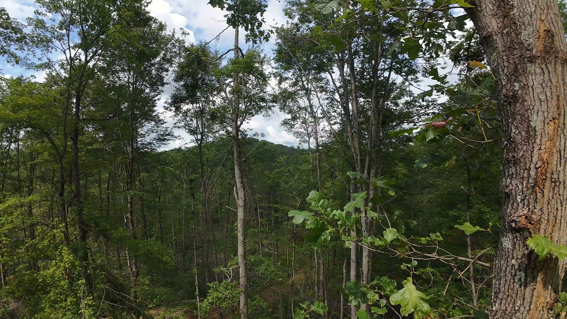 14 Acres with Interior Trail in Washington County, OH - Shay Ridge Road Tract 7 - Photo 10