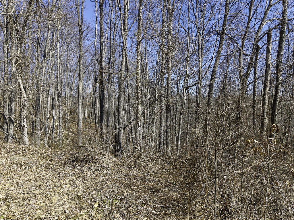 0 Deepwater Rd - 145 Acres in Fayette County, WV - Photo 4