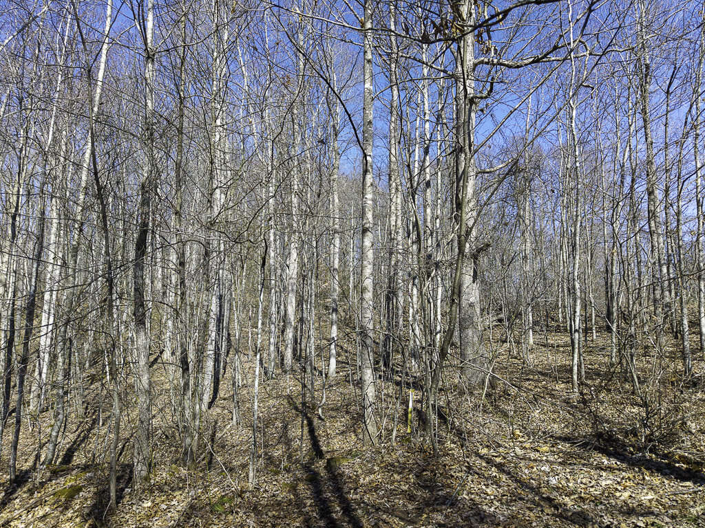 0 Deepwater Rd - 145 Acres in Fayette County, WV - Photo 10