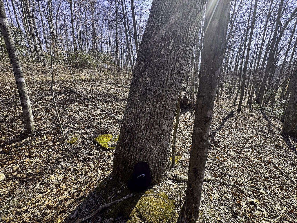 0 Deepwater Rd - 15 Acres in Fayette County, WV - Photo 8