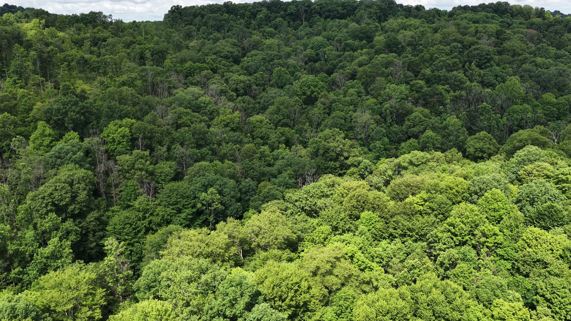 15 Acres with Road Frontage and Creek in Washington County, OH - Shay Ridge Road Tract 2 - Photo 12