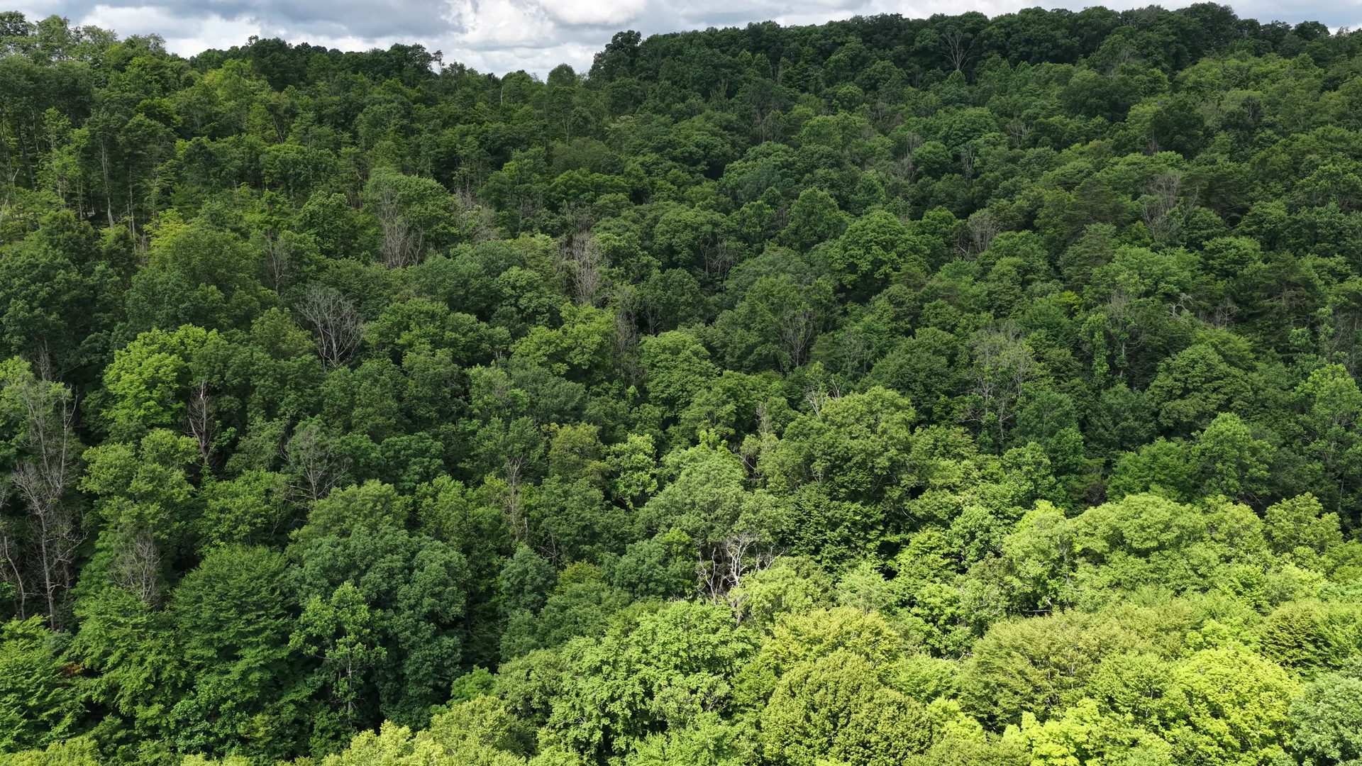 15 Acres with Road Frontage and Creek in Washington County, OH - Shay Ridge Road Tract 2 - Photo 14
