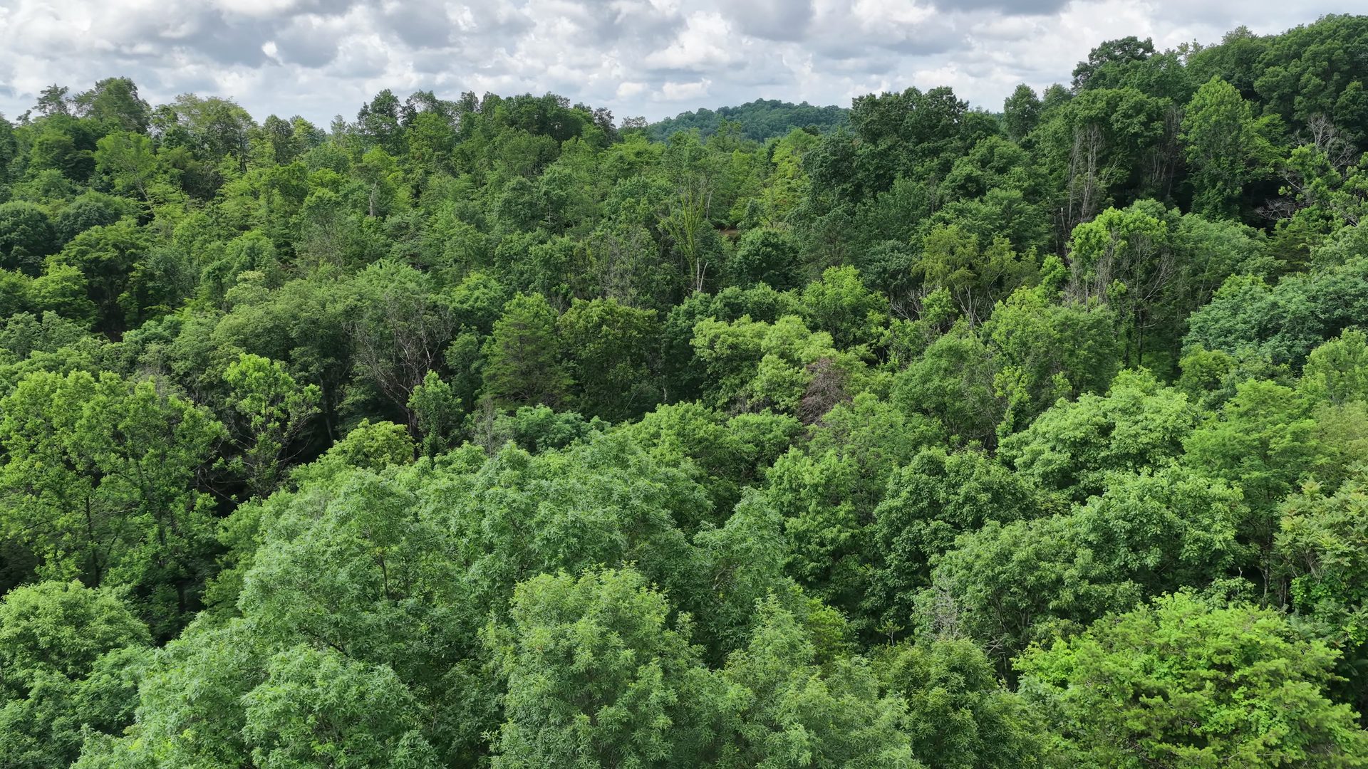 15 Acres with Road Frontage and Creek in Washington County, OH - Shay Ridge Road Tract 2 - Photo 16