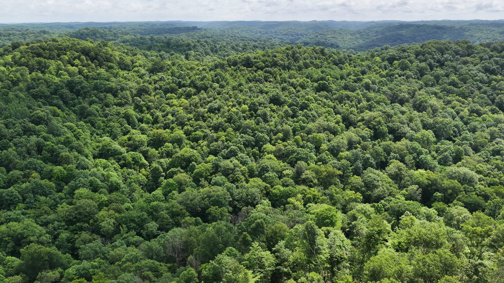 15 Acres with Road Frontage and Creek in Washington County, OH - Shay Ridge Road Tract 2 - Photo 9