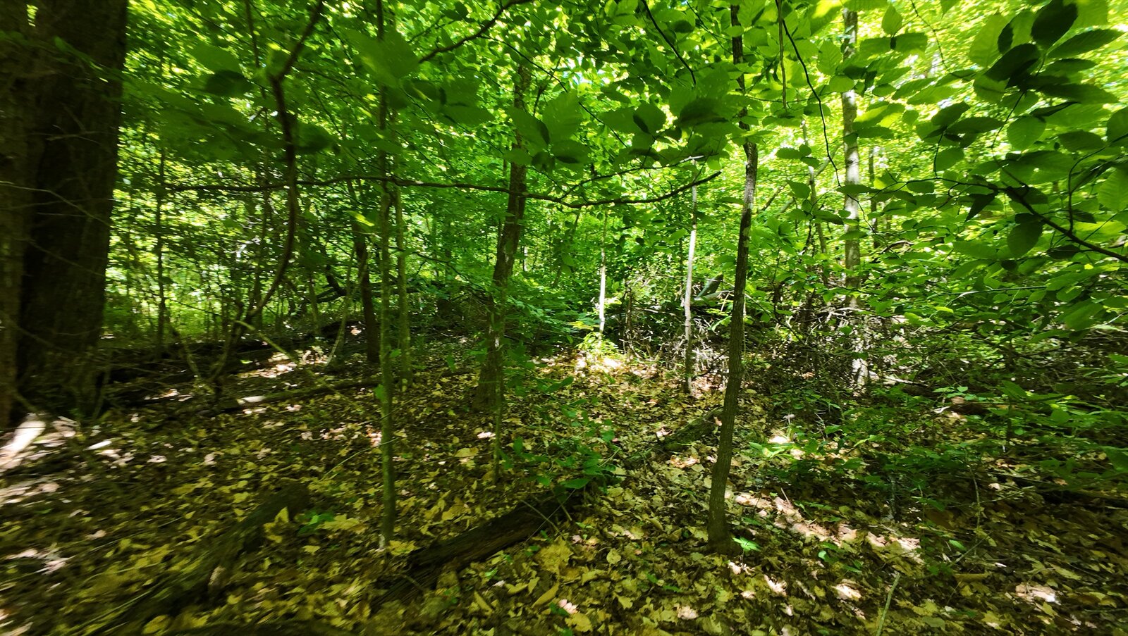 0 Moats Hollow Rd - 153 Acres in Pike County, OH - Photo 16