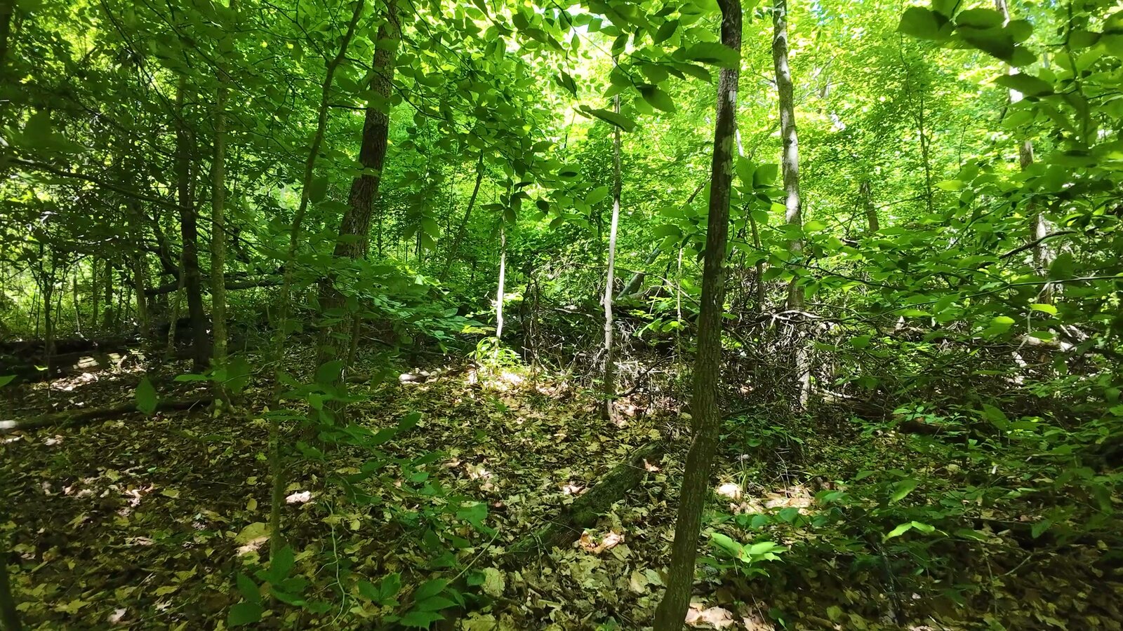 0 Moats Hollow Rd - 153 Acres in Pike County, OH - Photo 17
