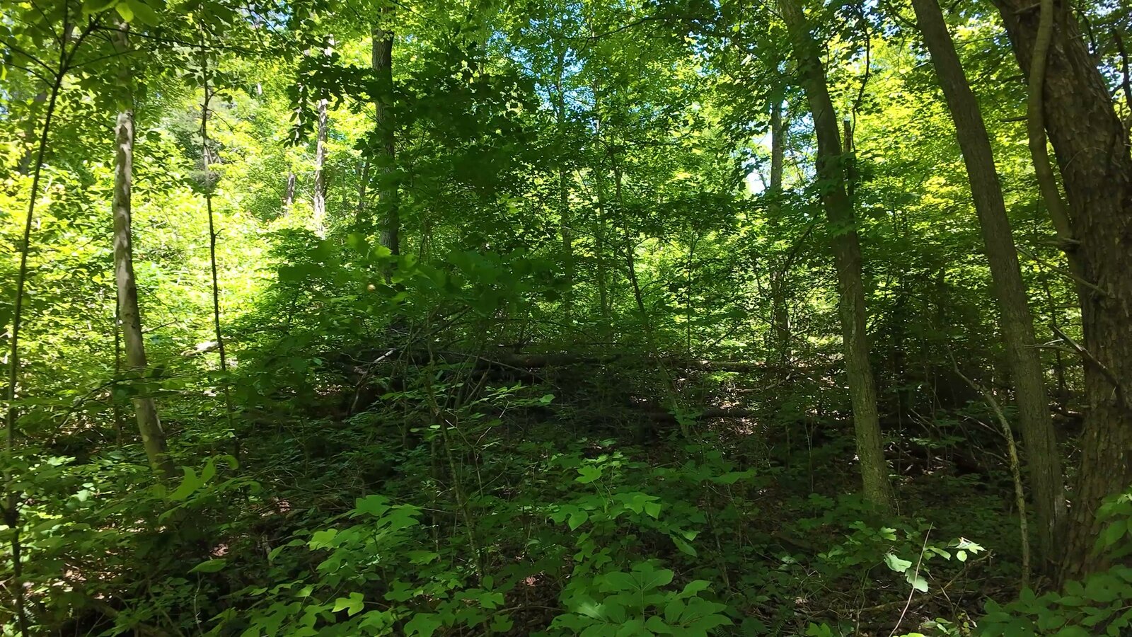 0 Moats Hollow Rd - 153 Acres in Pike County, OH - Photo 18