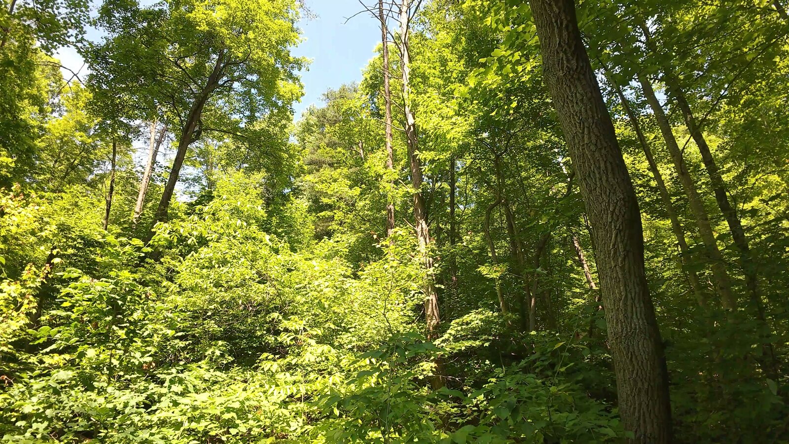0 Moats Hollow Rd - 153 Acres in Pike County, OH - Photo 3
