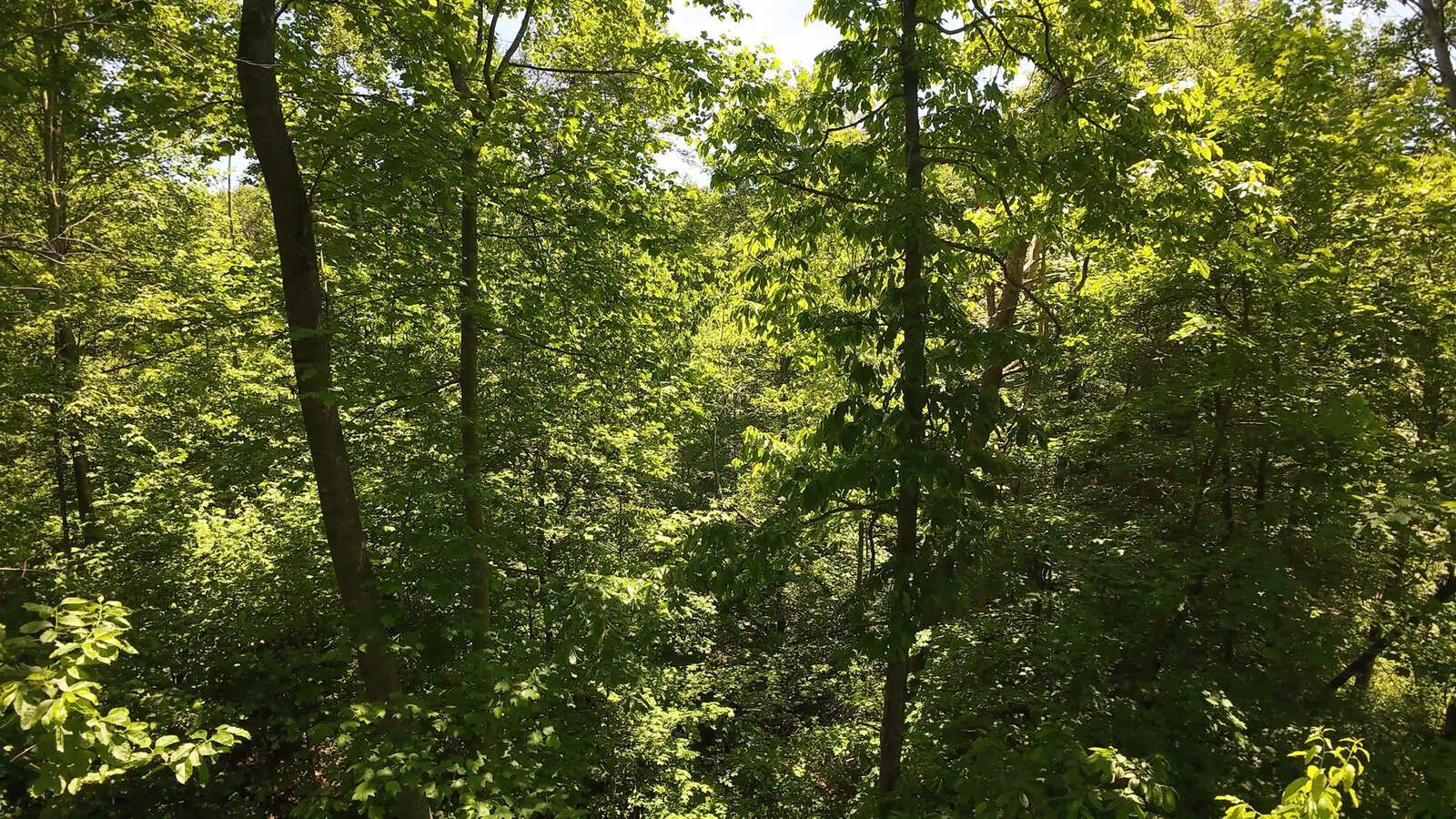 0 Moats Hollow Rd - 153 Acres in Pike County, OH - Photo 4