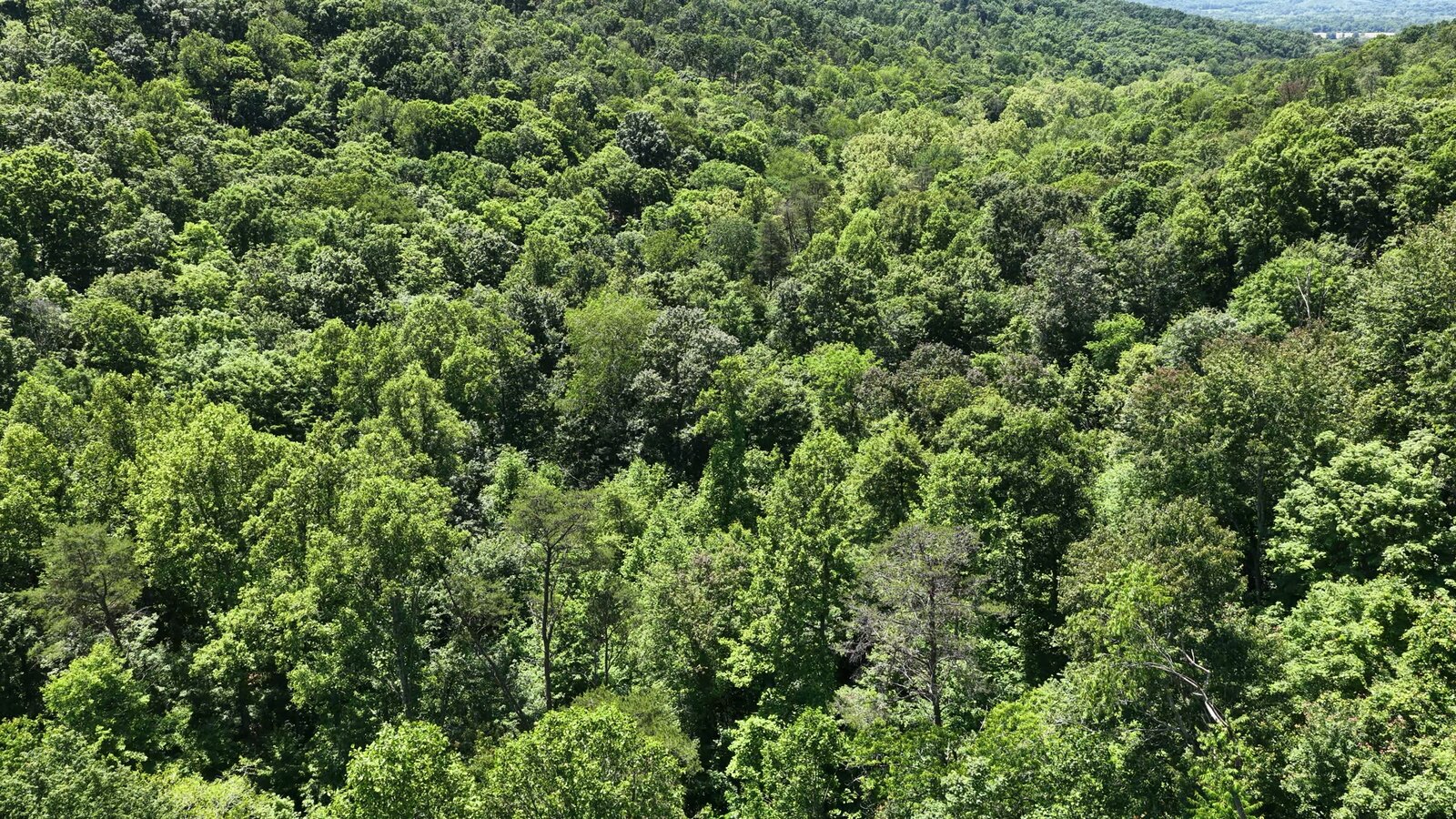0 Moats Hollow Rd - 153 Acres in Pike County, OH - Photo 36