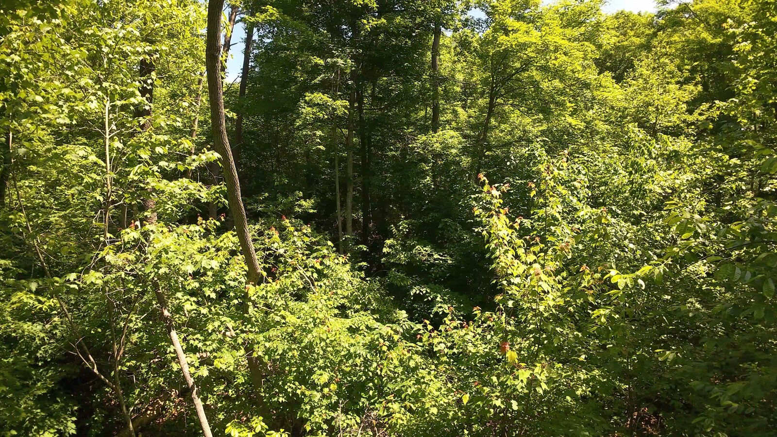 0 Moats Hollow Rd - 153 Acres in Pike County, OH - Photo 5