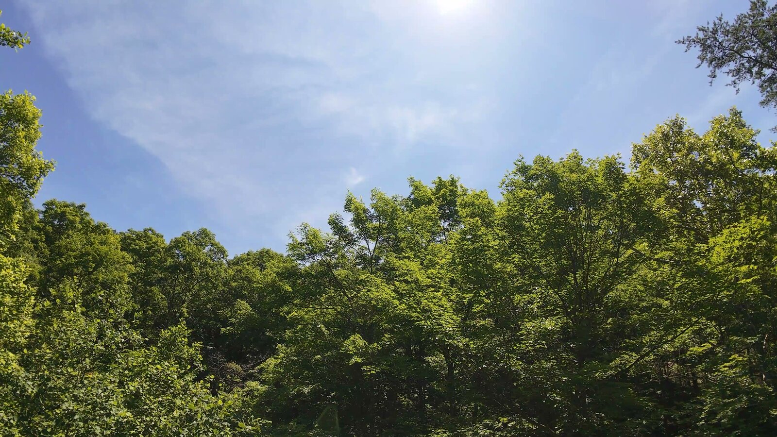 0 Moats Hollow Rd - 153 Acres in Pike County, OH - Photo 6