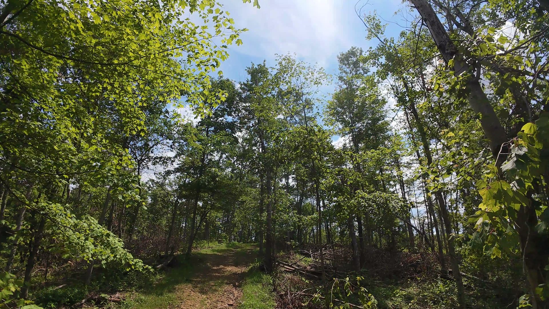 16 Acres Bordering Wayne National Forest in Washington County, OH - Shay Ridge Road Tract 10 - Photo 12