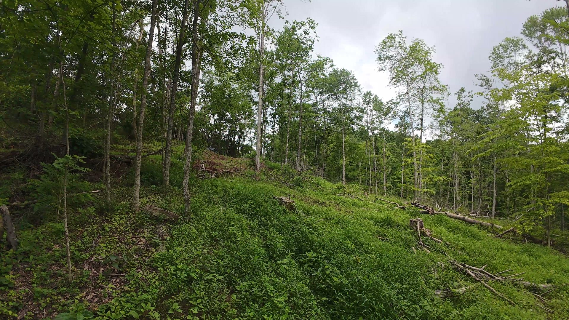 16 Acres Bordering Wayne National Forest in Washington County, OH - Shay Ridge Road Tract 10 - Photo 13