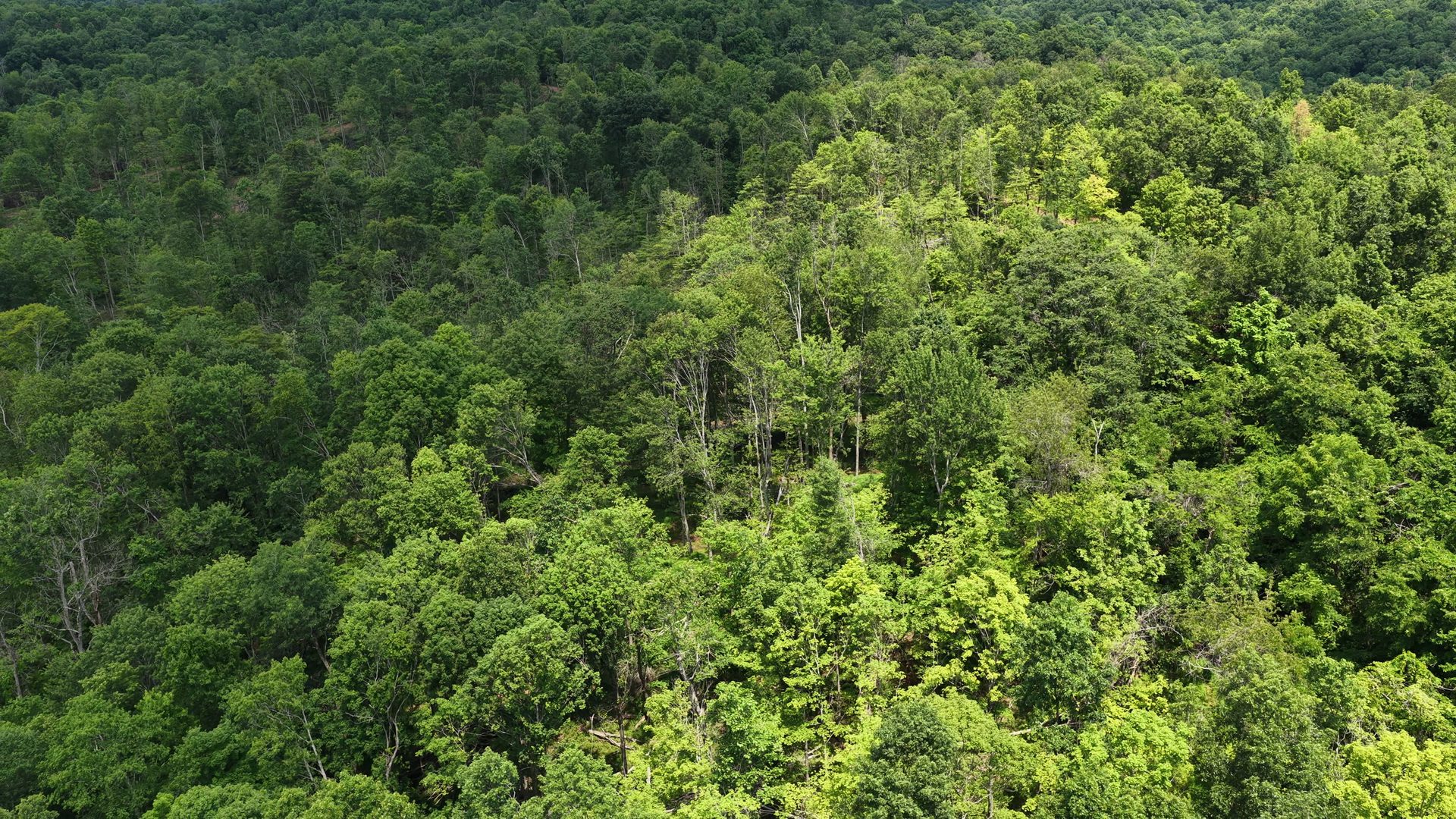 16 Acres Bordering Wayne National Forest in Washington County, OH - Shay Ridge Road Tract 10 - Photo 5