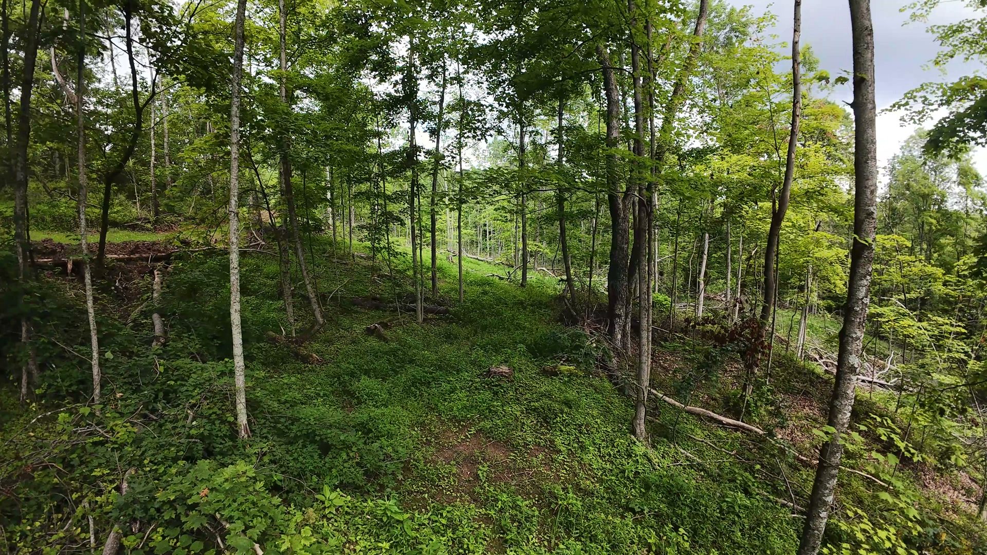 16 Acres Bordering Wayne National Forest in Washington County, OH - Shay Ridge Road Tract 10 - Photo 7