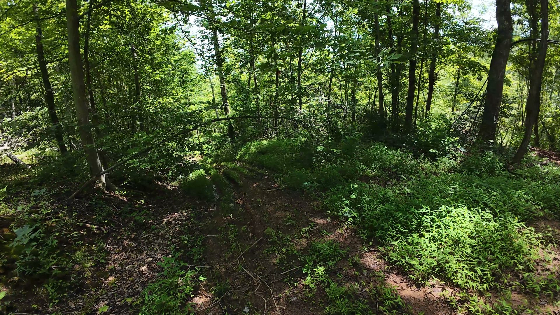 16 Acres Bordering Wayne National Forest in Washington County, OH - Shay Ridge Road Tract 10 - Photo 8