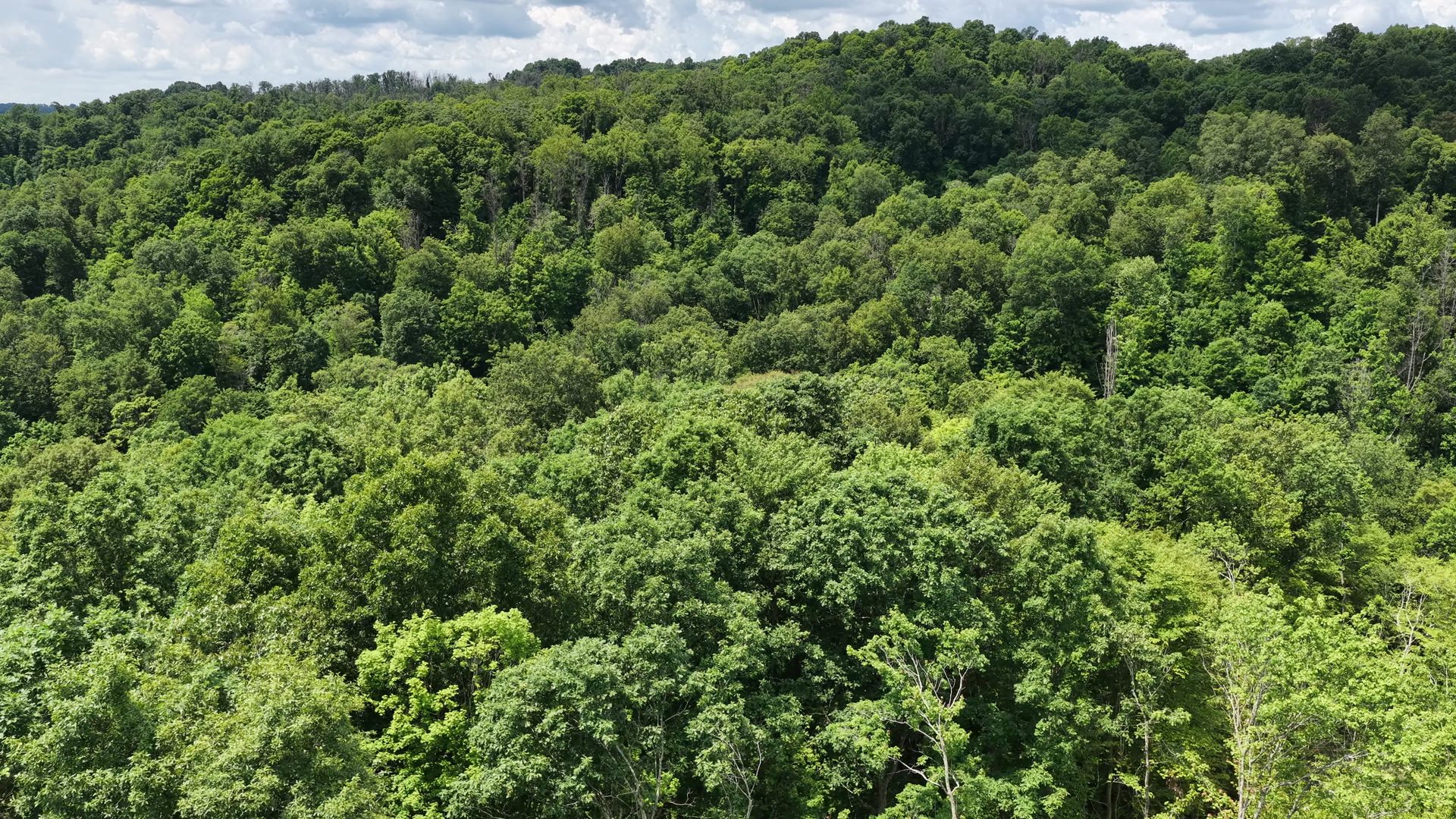 16 Acres Bordering Wayne National Forest in Washington County, OH - Shay Ridge Road Tract 10 - Photo 10