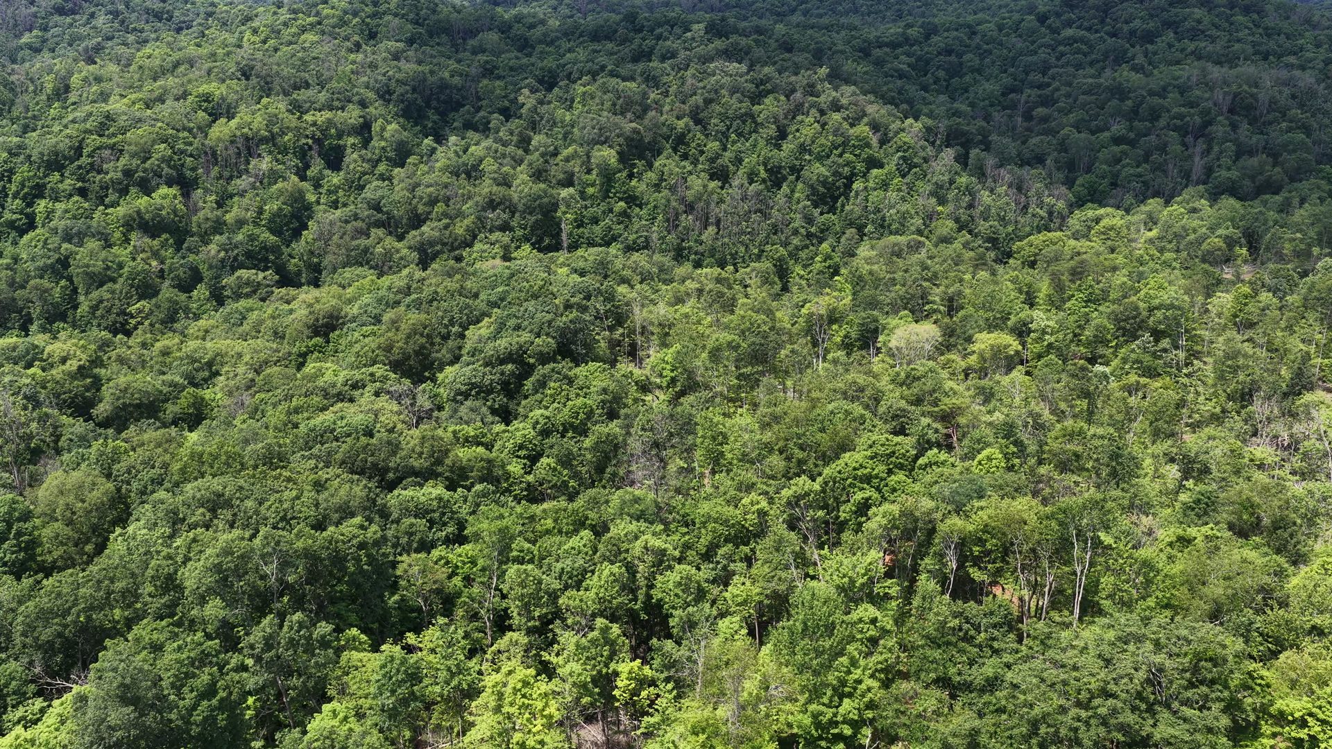 16 Acres Bordering Wayne National Forest in Washington County, OH - Shay Ridge Road Tract 10 - Photo 1