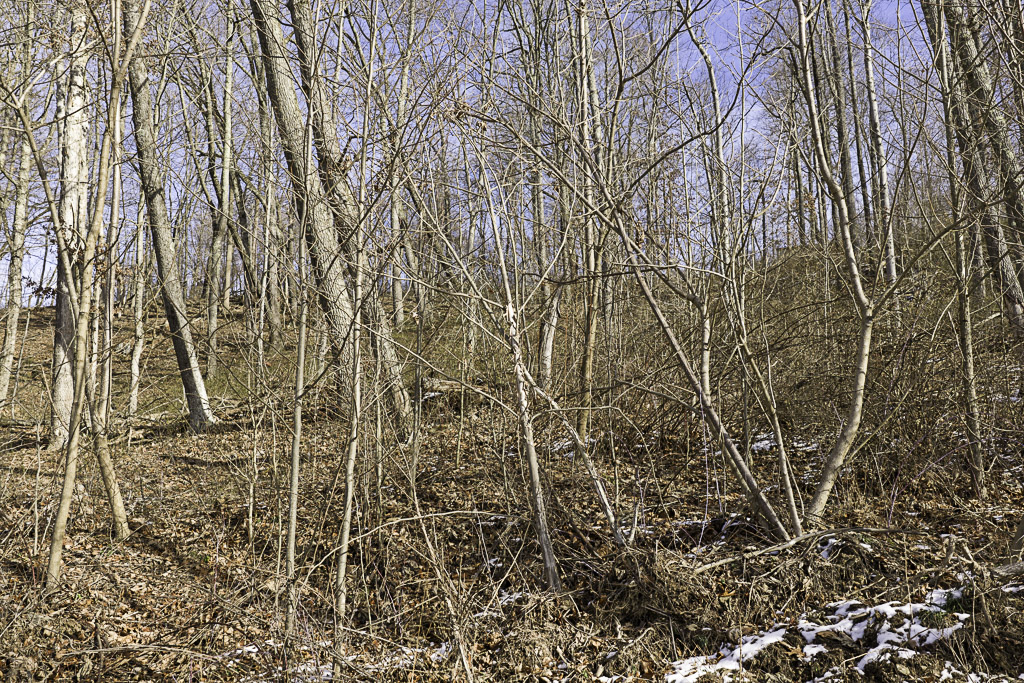 17 Acres in Washington County, OH - Moss Road - Photo 2