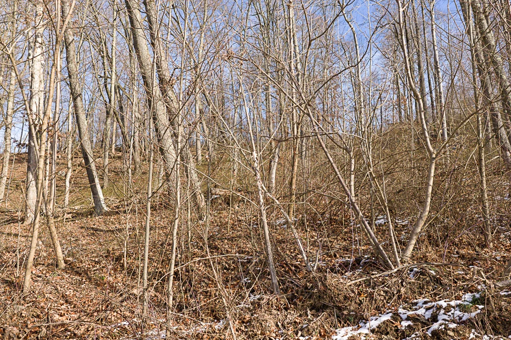 17 Acres in Washington County, OH - Moss Road - Photo 2