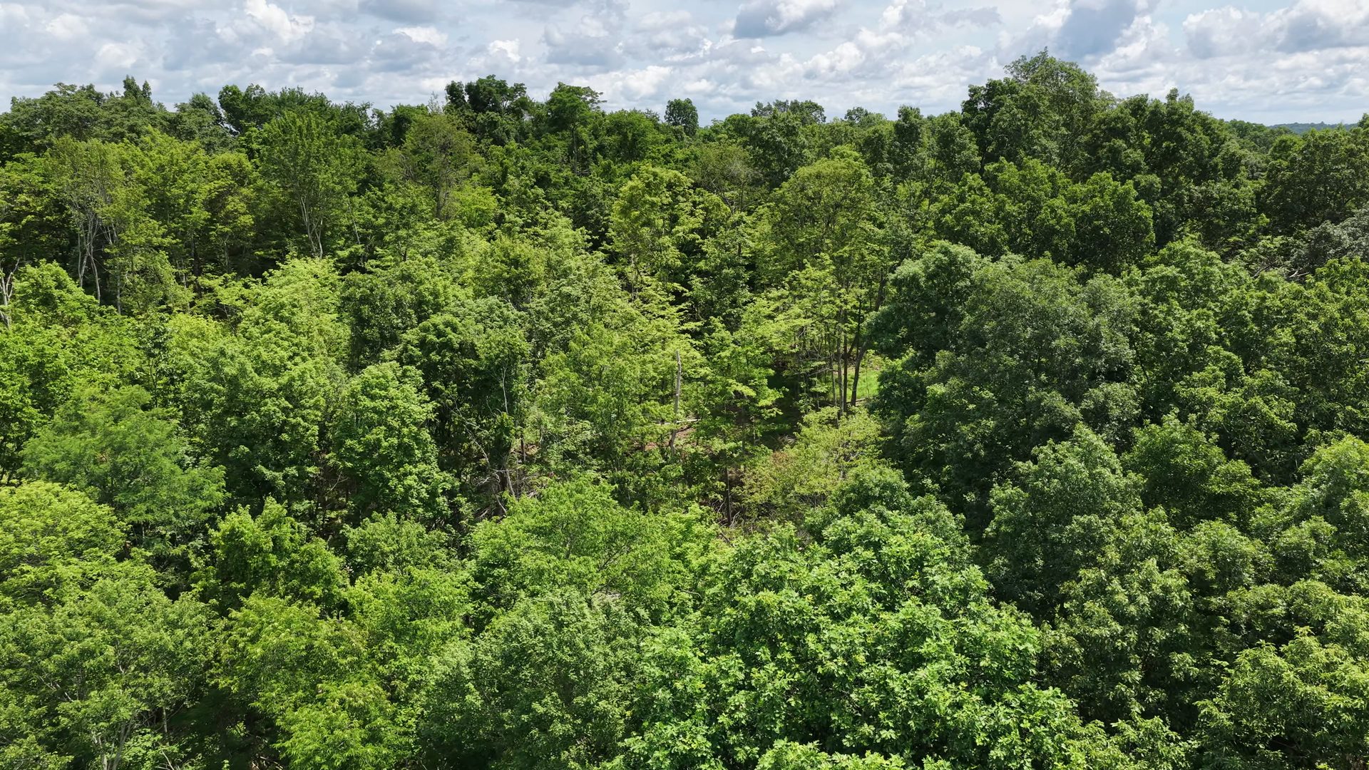 18 Acres Bordering Wayne National Forest in Washington County, OH - Shay Ridge Road Tract 9 - Photo 15