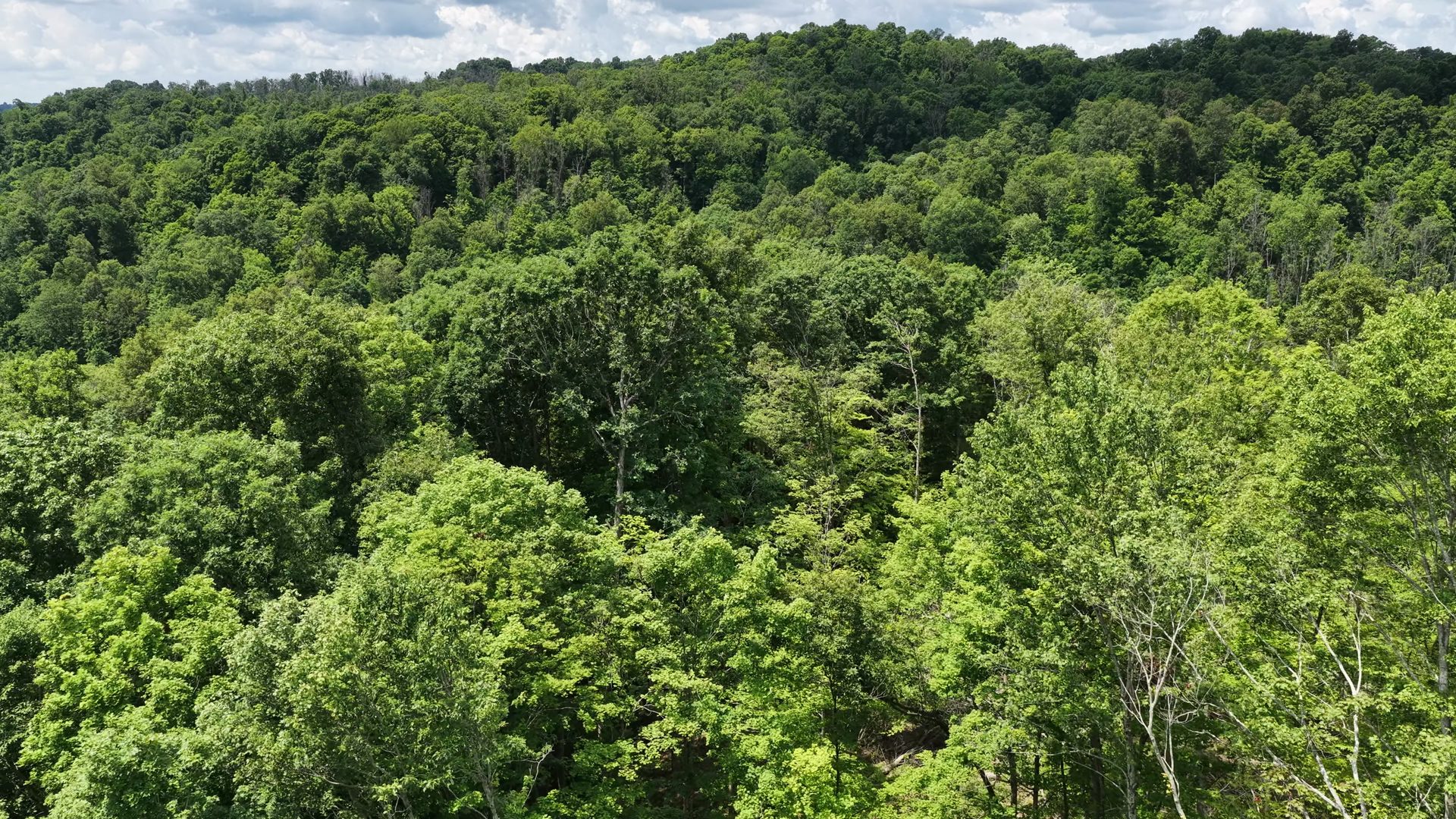 18 Acres Bordering Wayne National Forest in Washington County, OH - Shay Ridge Road Tract 9 - Photo 6
