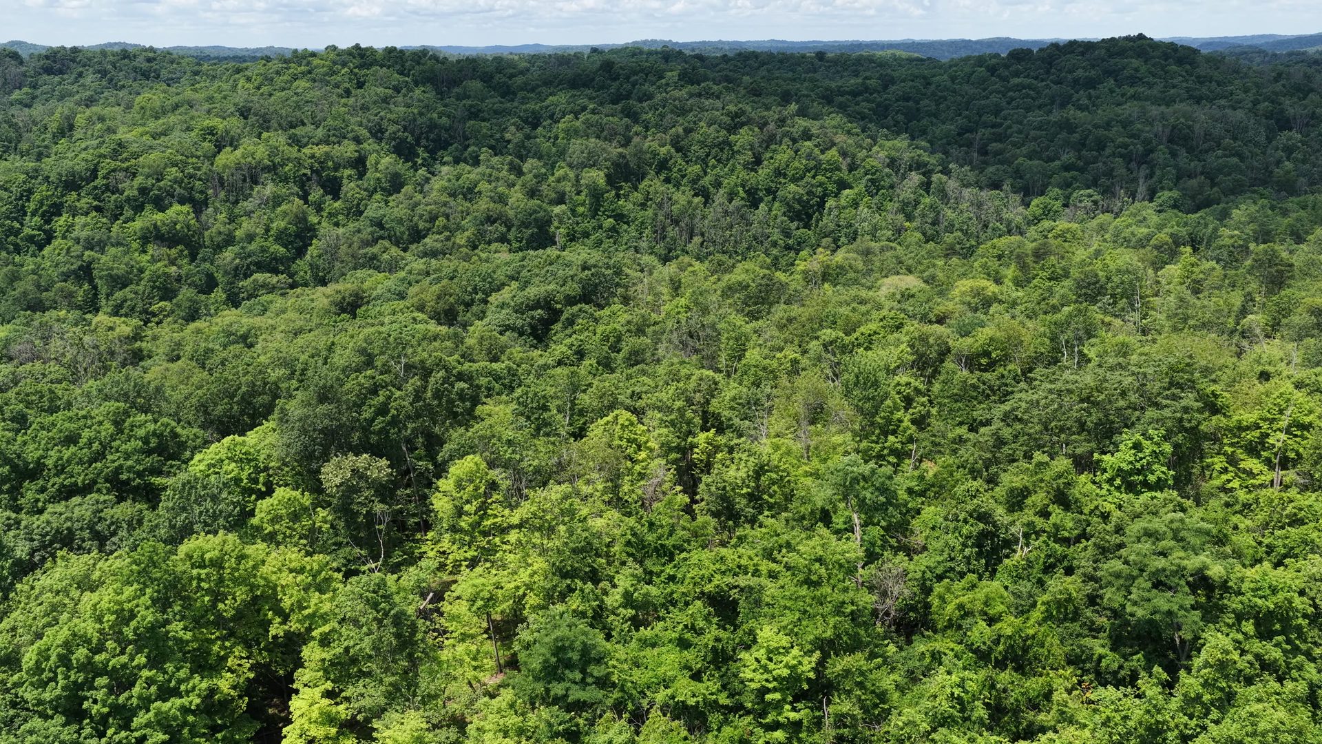18 Acres Bordering Wayne National Forest in Washington County, OH - Shay Ridge Road Tract 9 - Photo 8