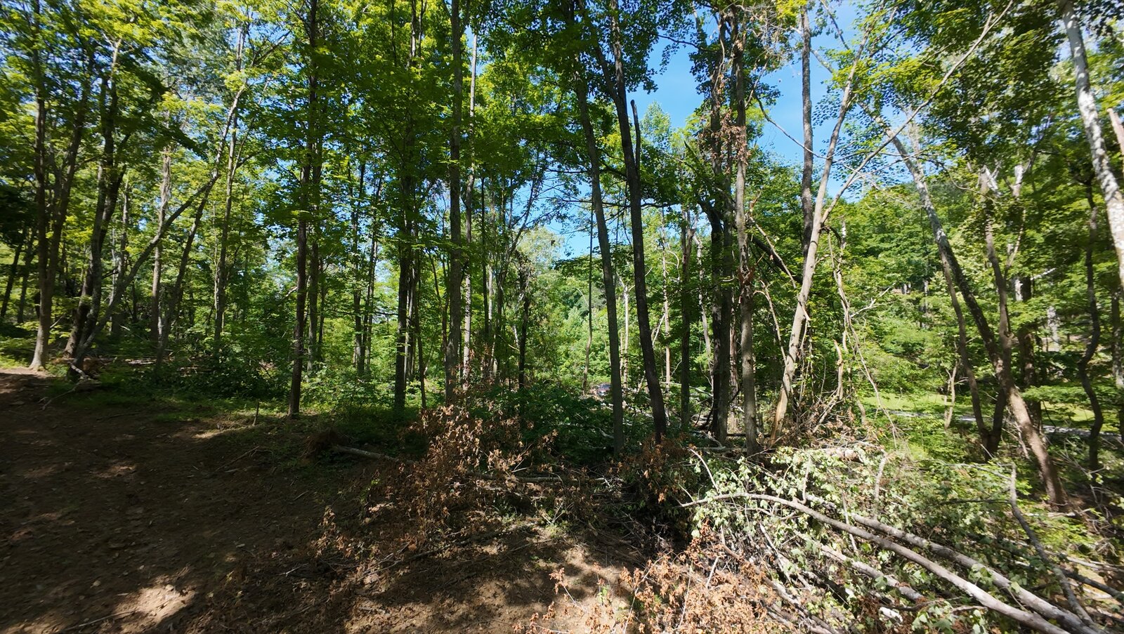 0 Moats Hollow Rd - 24 Acres in Pike County, OH - Photo 15