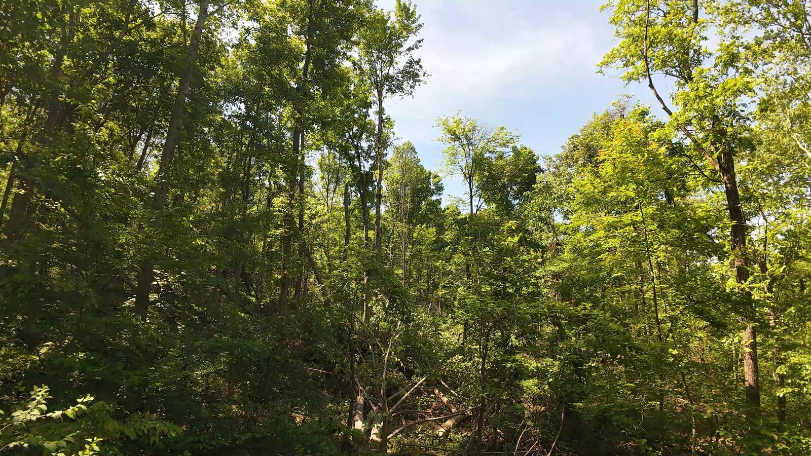 0 Moats Hollow Rd - 24 Acres in Pike County, OH - Photo 21