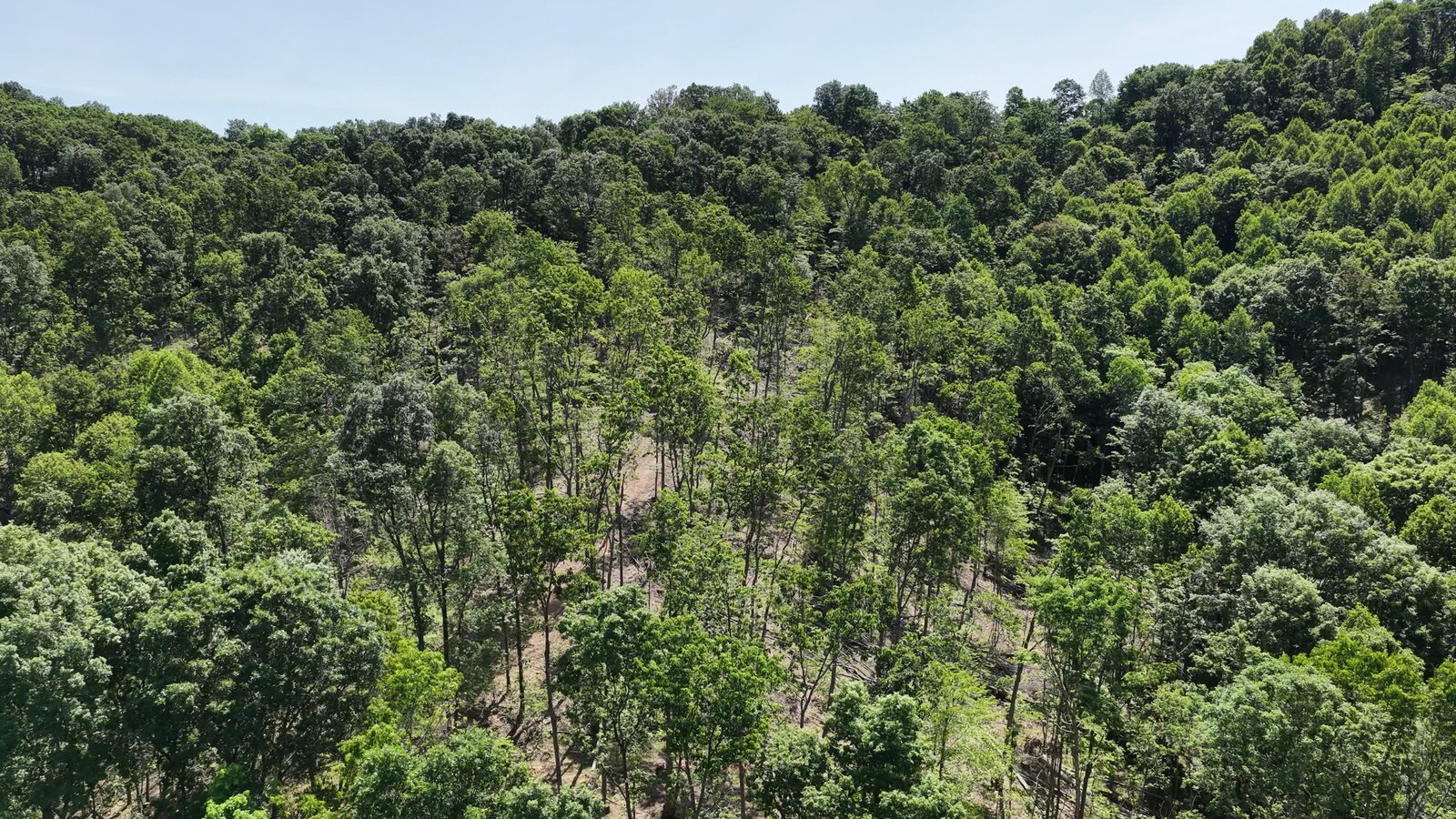 0 Moats Hollow Rd - 24 Acres in Pike County, OH - Photo 34